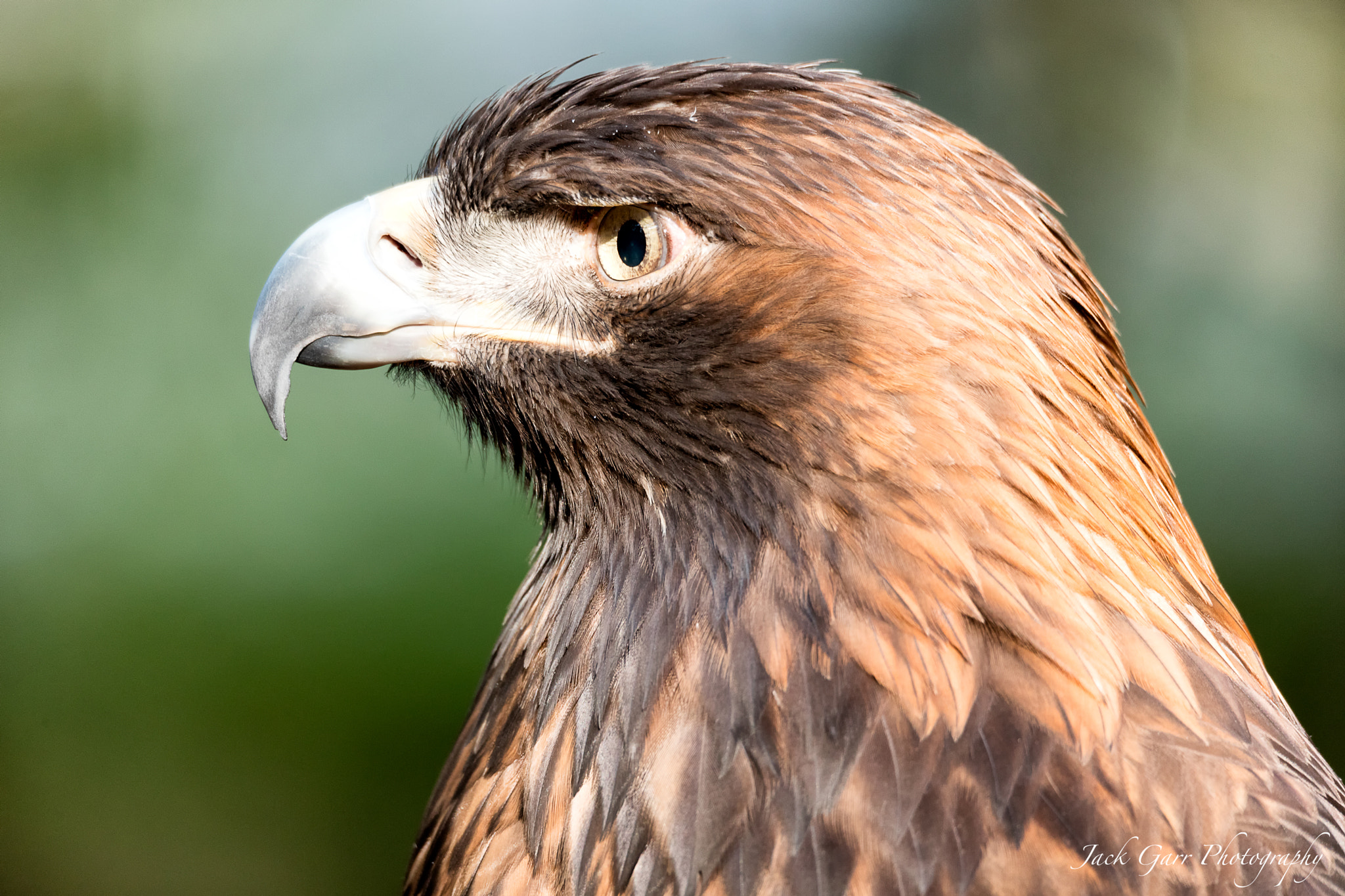 150-600mm F5-6.3 DG OS HSM | Sports 014 sample photo. Golden eagle profile photography