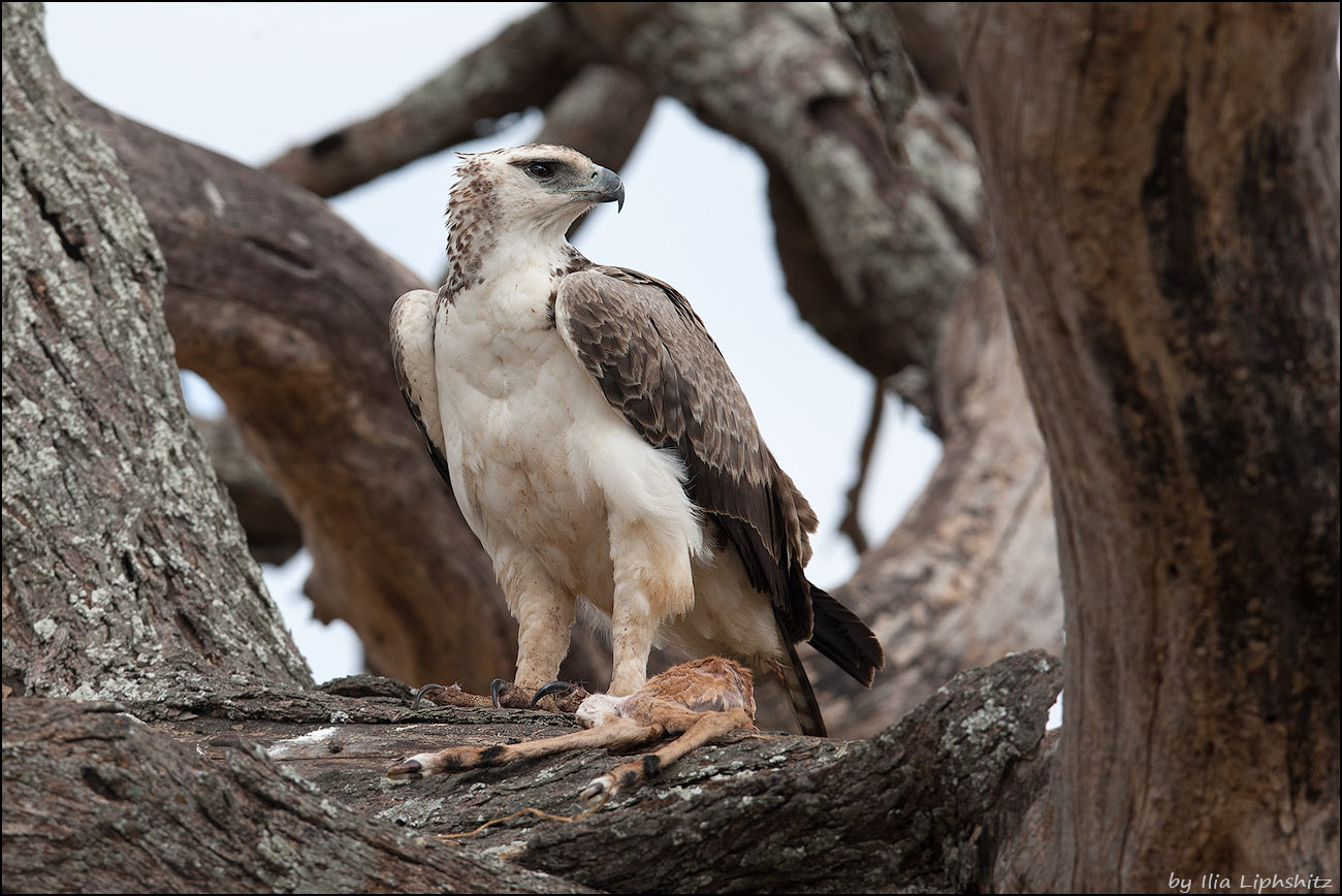 Canon EOS-1D Mark III + Canon EF 300mm F2.8L IS USM sample photo. Young martial eagle eating photography