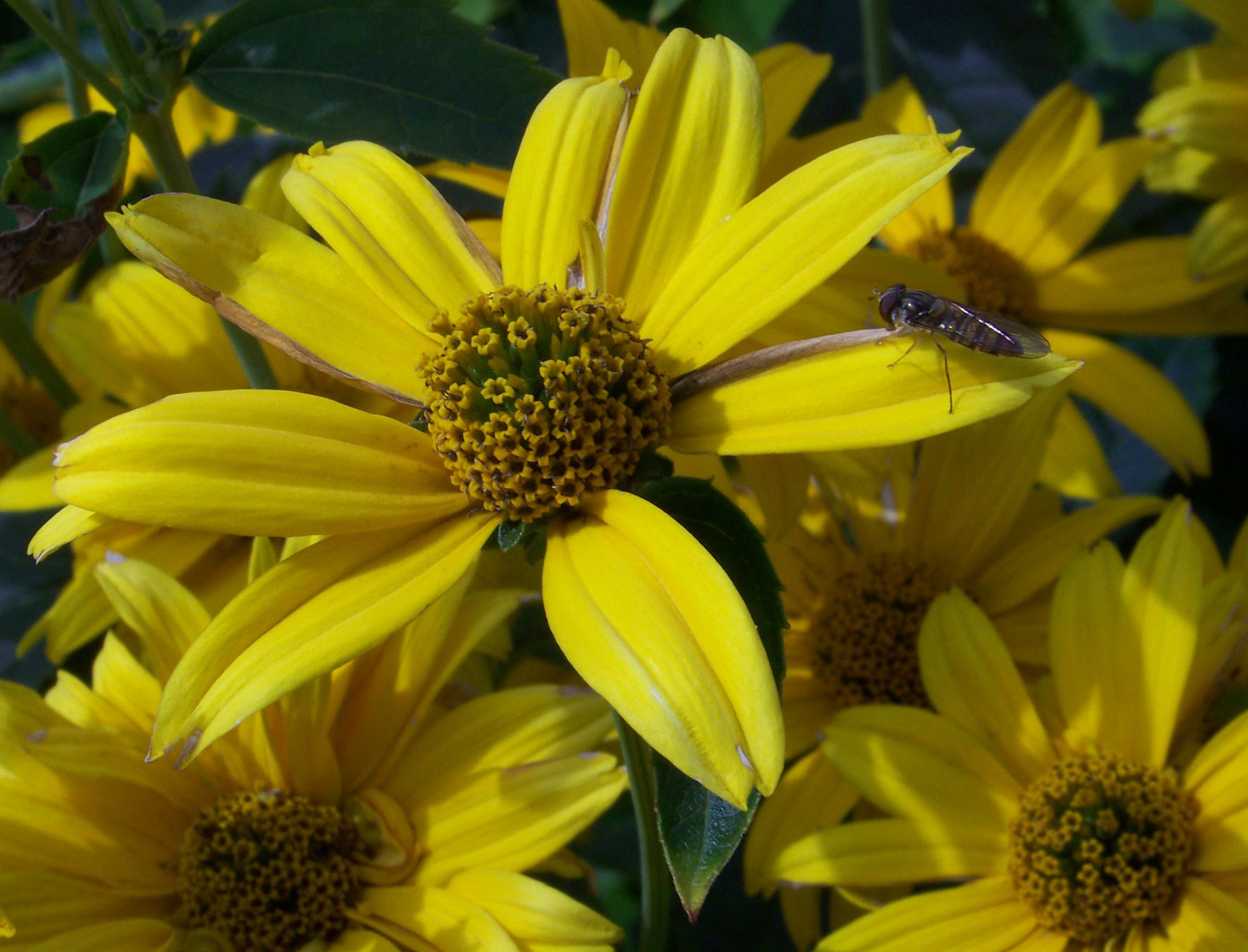 Kodak Z712 IS ZOOM DIGITAL CAMERA sample photo. Summer yellow photography