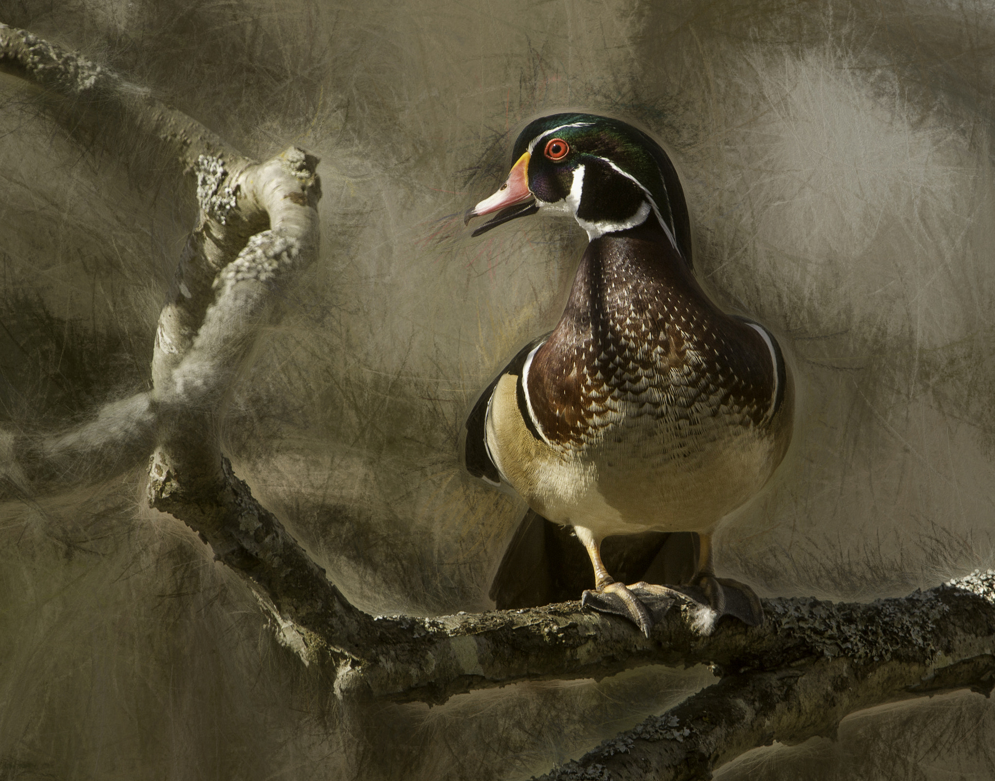 Canon EF 300mm F2.8L IS USM sample photo. Wood duck photography