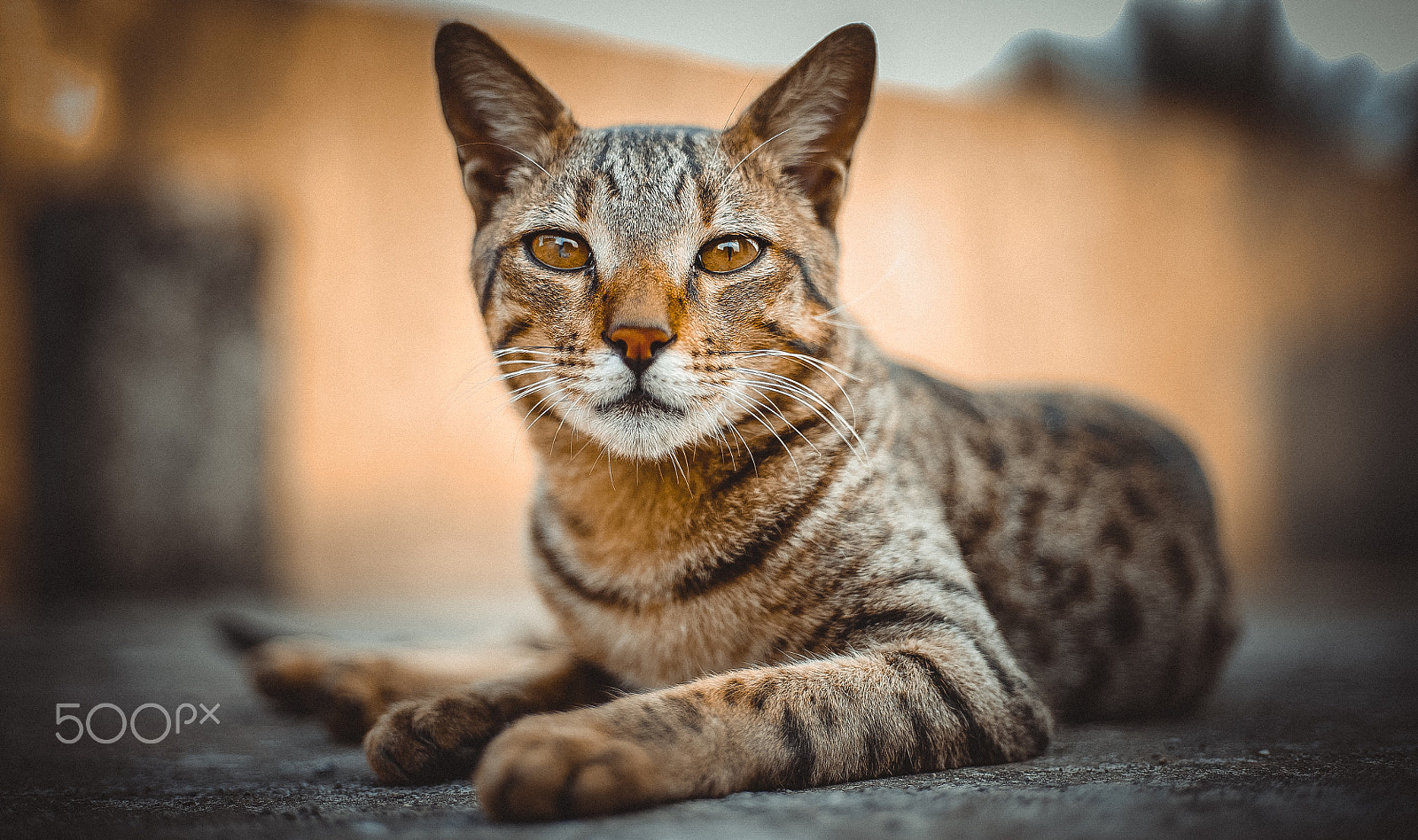 50mm F1.8 G SSM sample photo. "the eyes" photography