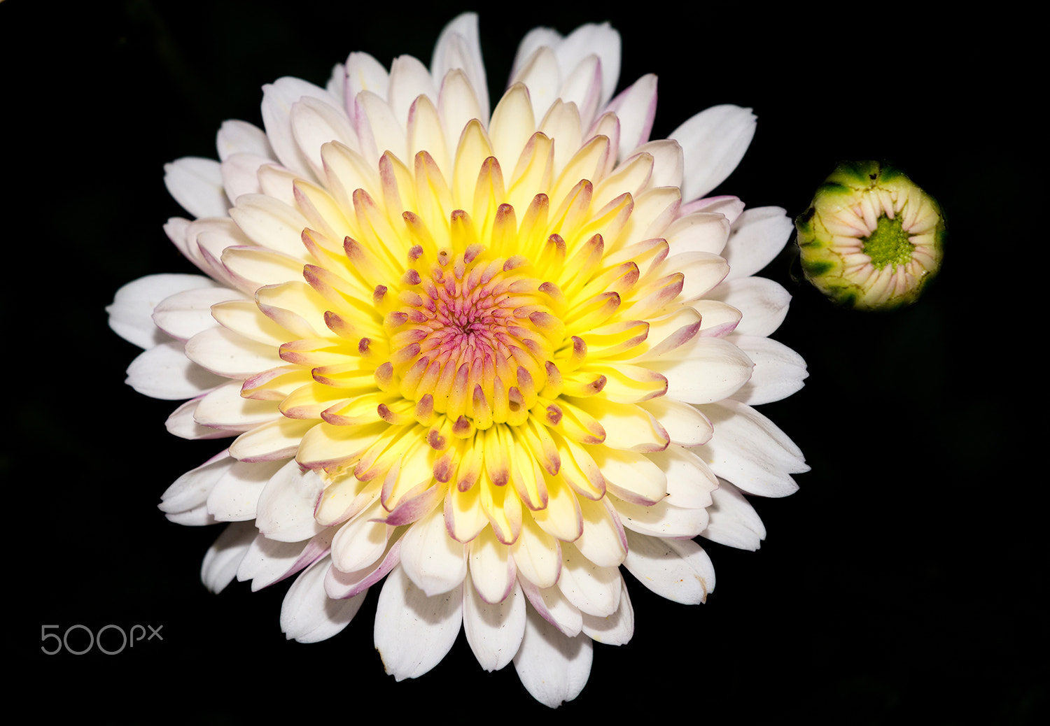 Sigma 150mm F2.8 EX DG Macro HSM sample photo. Big / small photography
