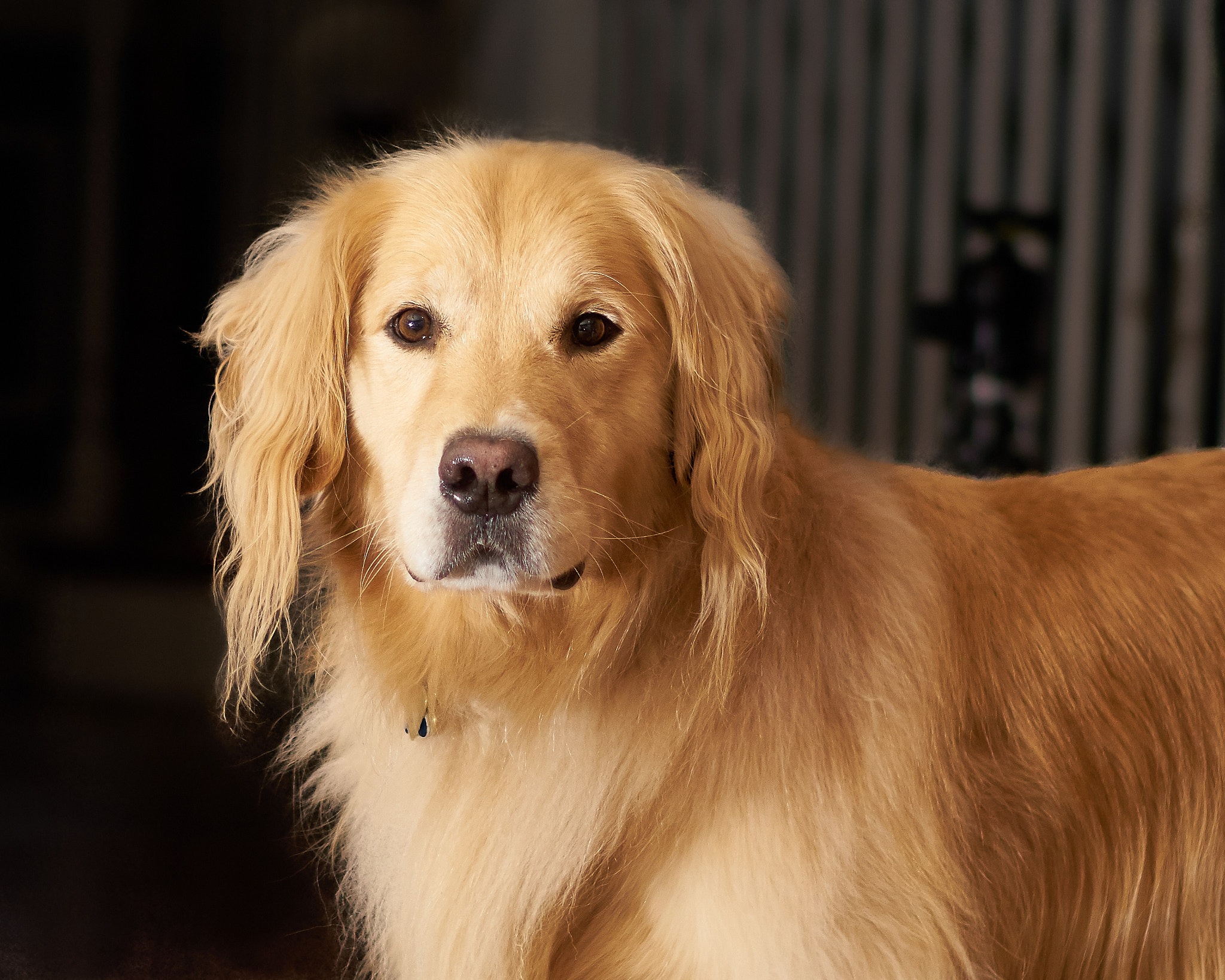 Sony Planar T* 50mm F1.4 ZA SSM sample photo. Watson portrait a photography