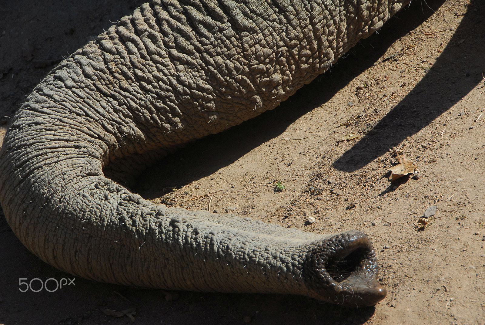 Nikon D200 sample photo. Elephant friends photography