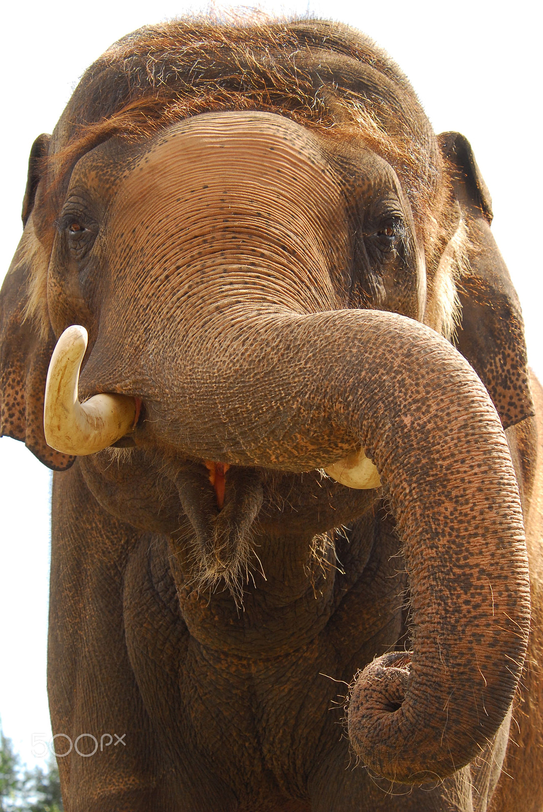 Nikon D200 sample photo. Elephant friend ankhor photography