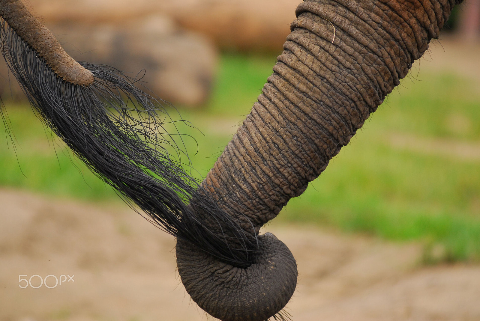 Nikon AF-Nikkor 80-200mm F2.8D ED sample photo. Elephant friends photography