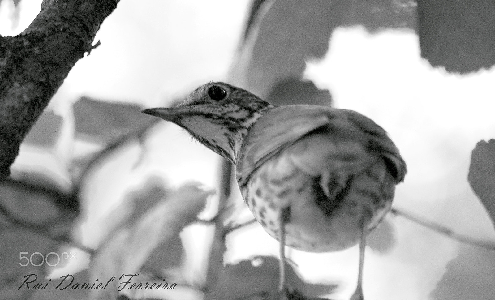 Nikon D50 sample photo. You are chasing me? photography