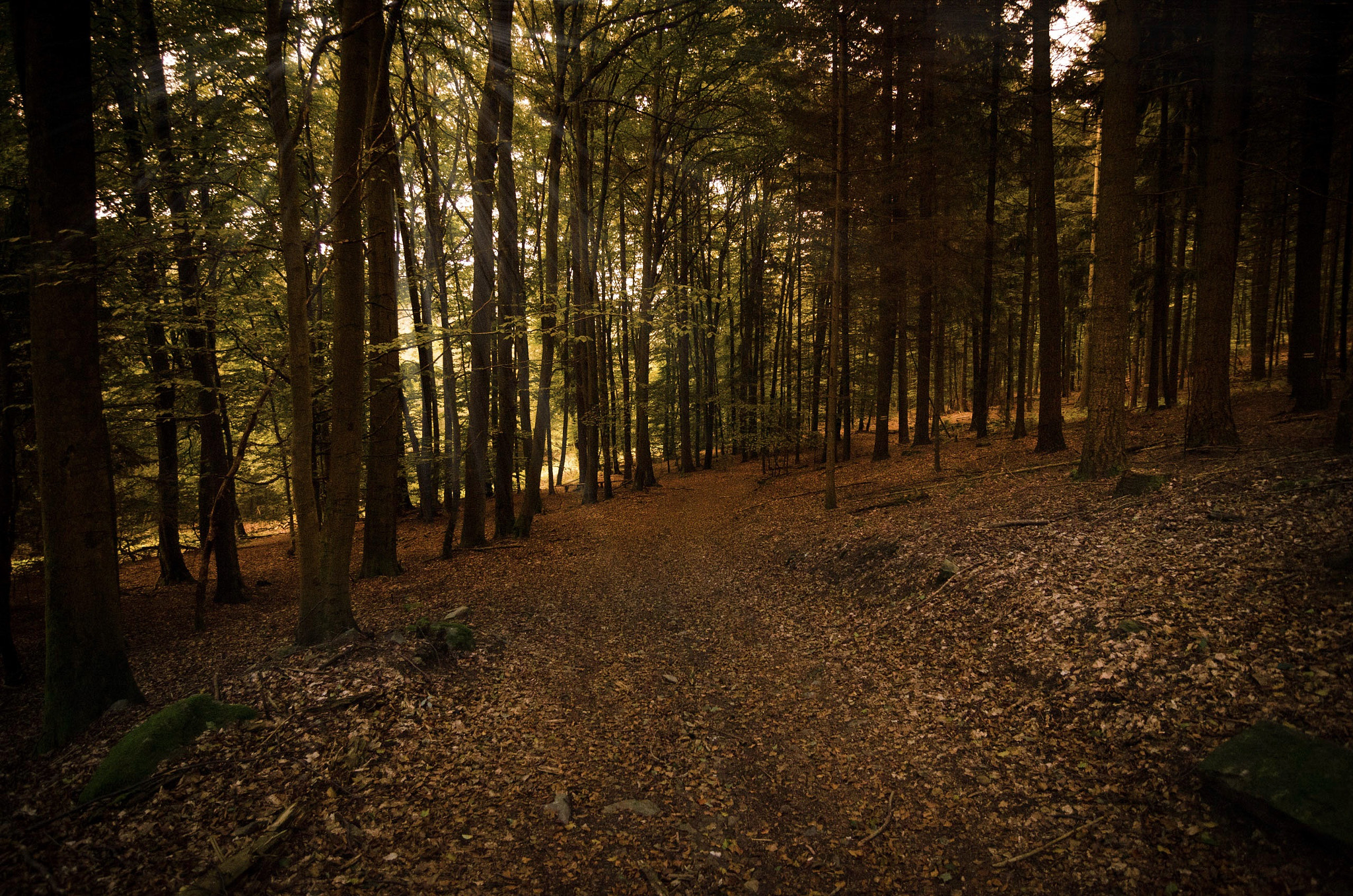 Nikon D7000 + Tokina AT-X Pro 12-24mm F4 (IF) DX sample photo. Forest v photography
