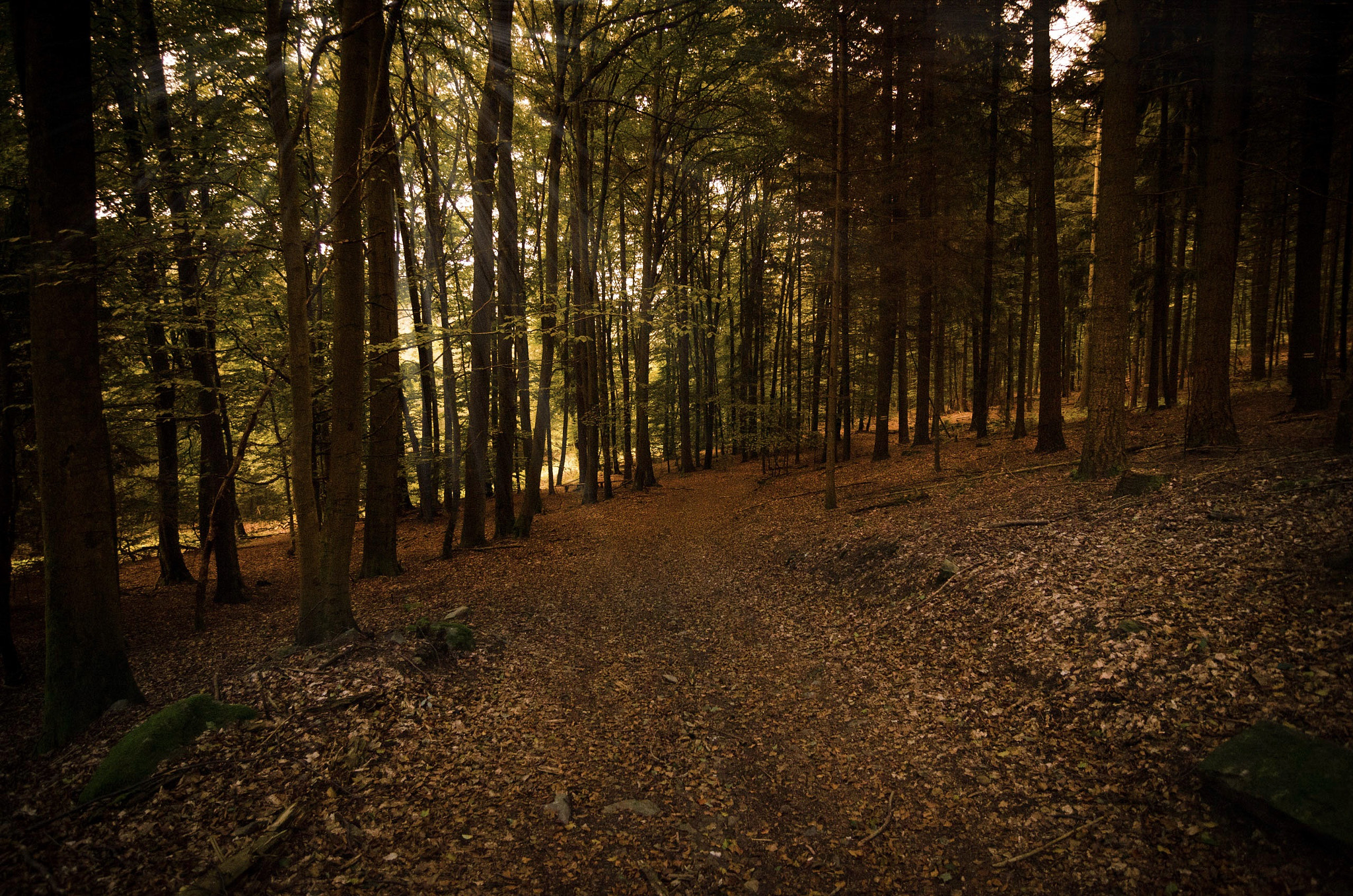 Tokina AT-X Pro 12-24mm F4 (IF) DX sample photo. Forest v photography