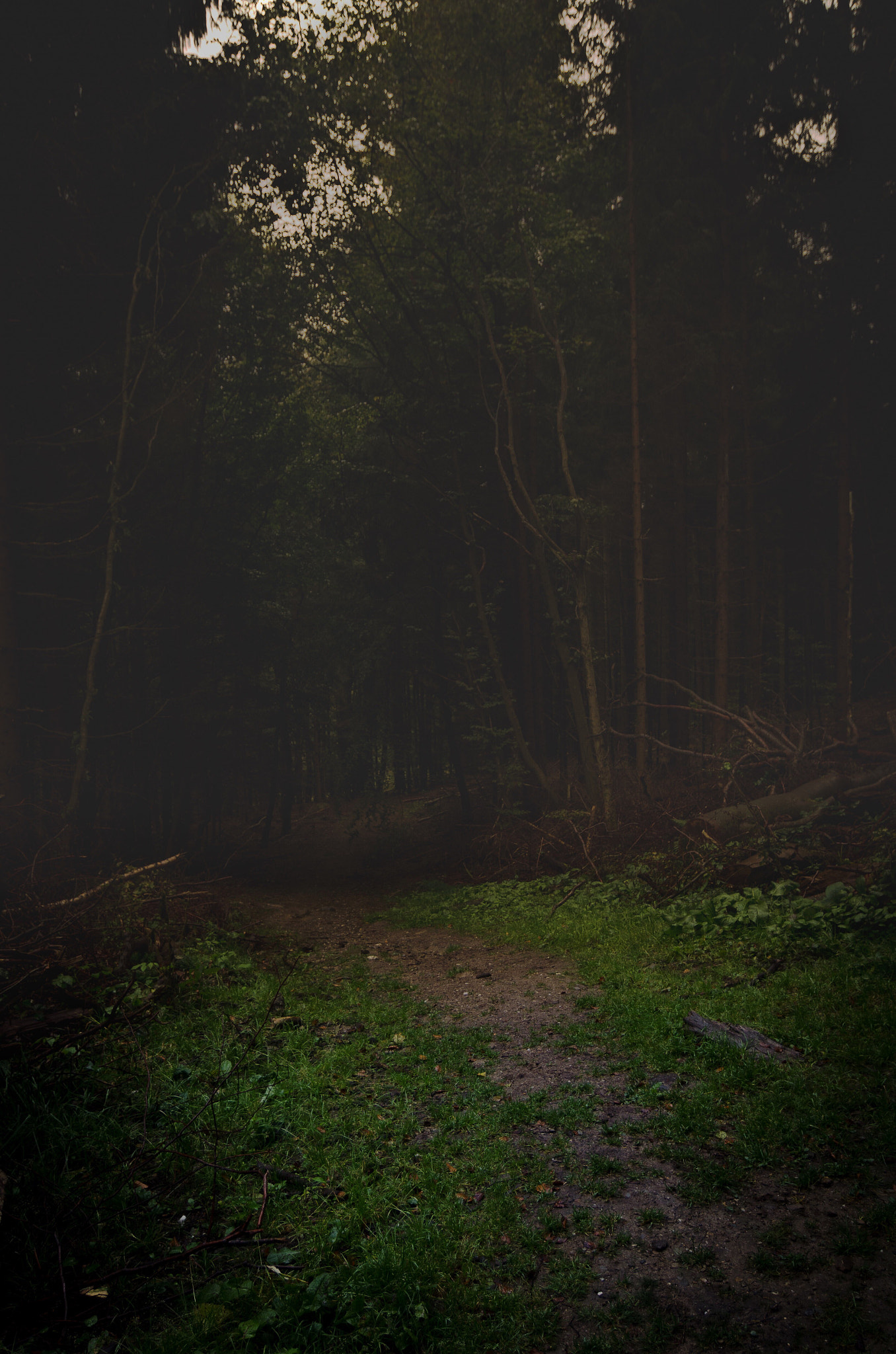 Tokina AT-X Pro 12-24mm F4 (IF) DX sample photo. Forest vi photography