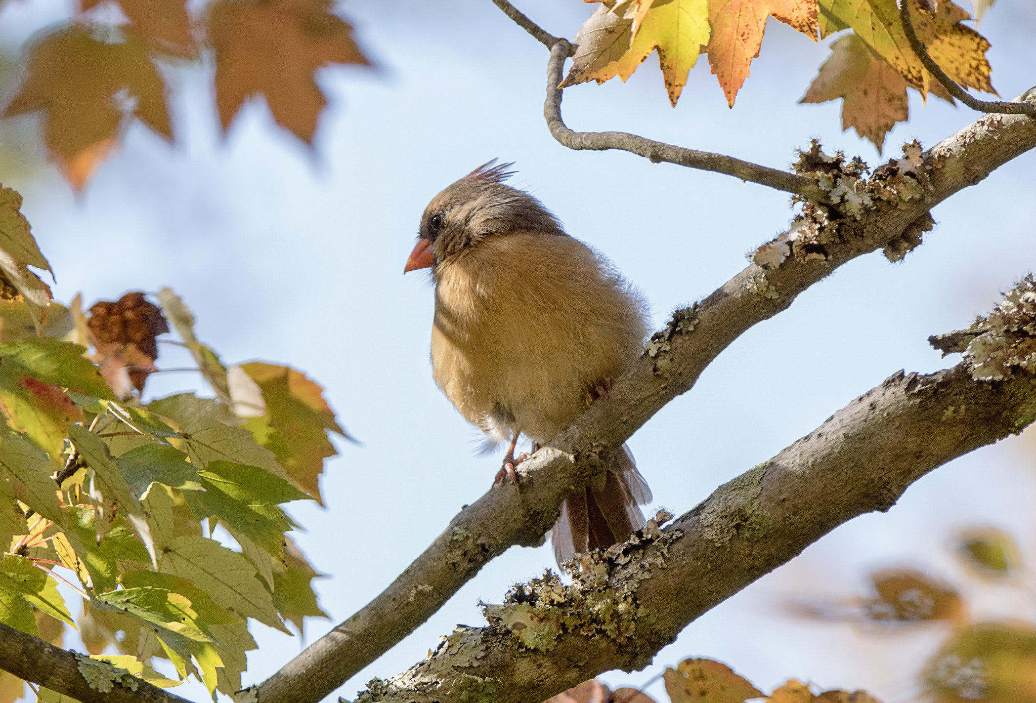 Sony ILCA-77M2 + Tamron SP 150-600mm F5-6.3 Di VC USD sample photo. Female cardinal in autumn photography