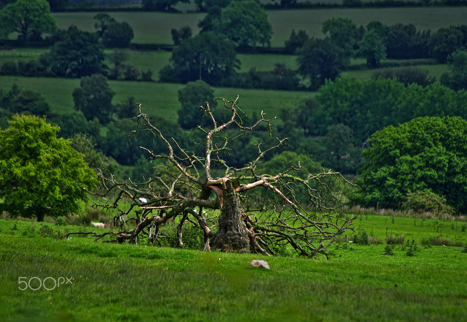 smc PENTAX-DA L 55-300mmF4-5.8ED sample photo. Old trees photography