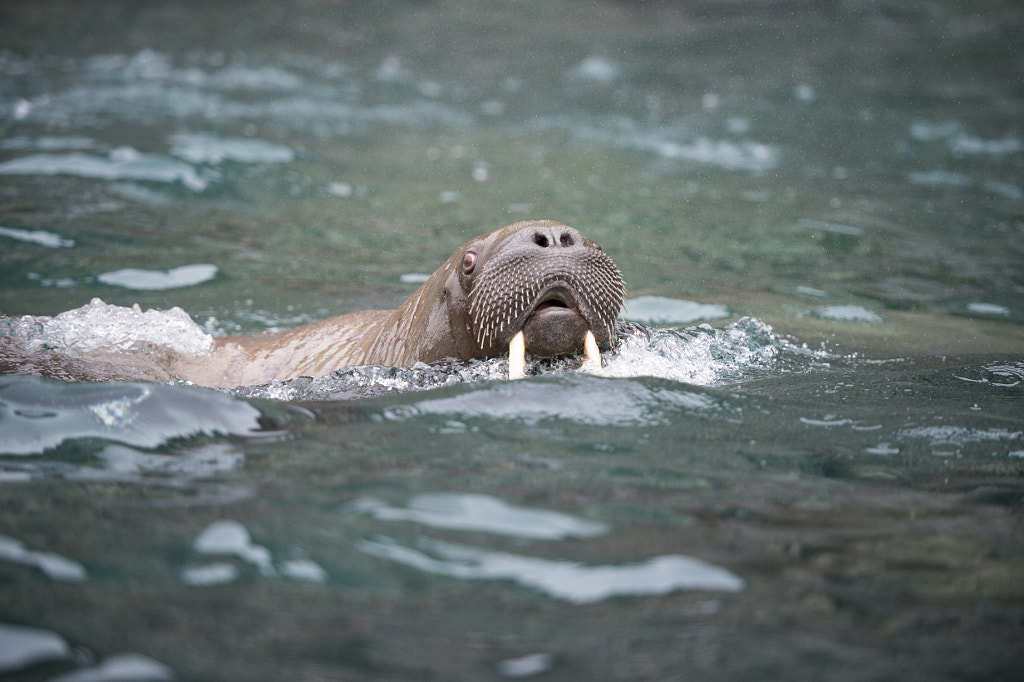 what do walruses eat: Sea lion Vs Walrus | What’s the Difference Between Sea lions and Walrus