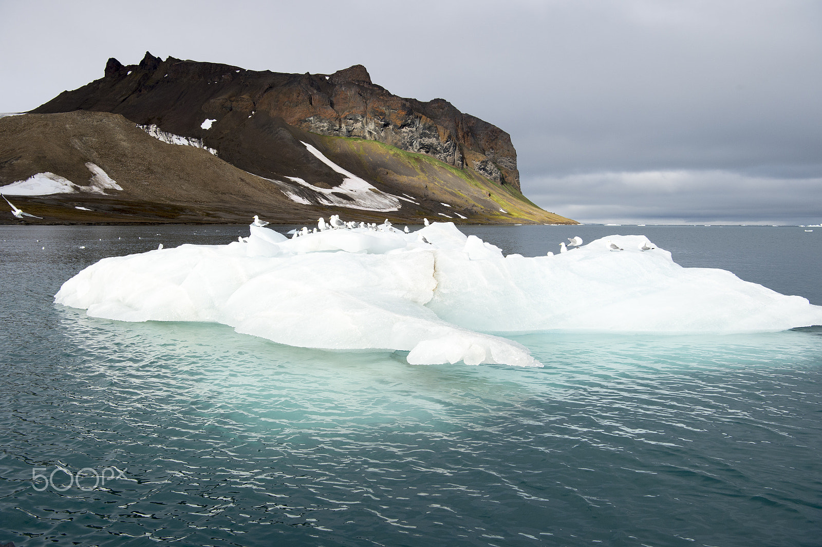 Nikon AF-S Nikkor 24-70mm F2.8E ED VR sample photo. Seagulls on the iceberg photography