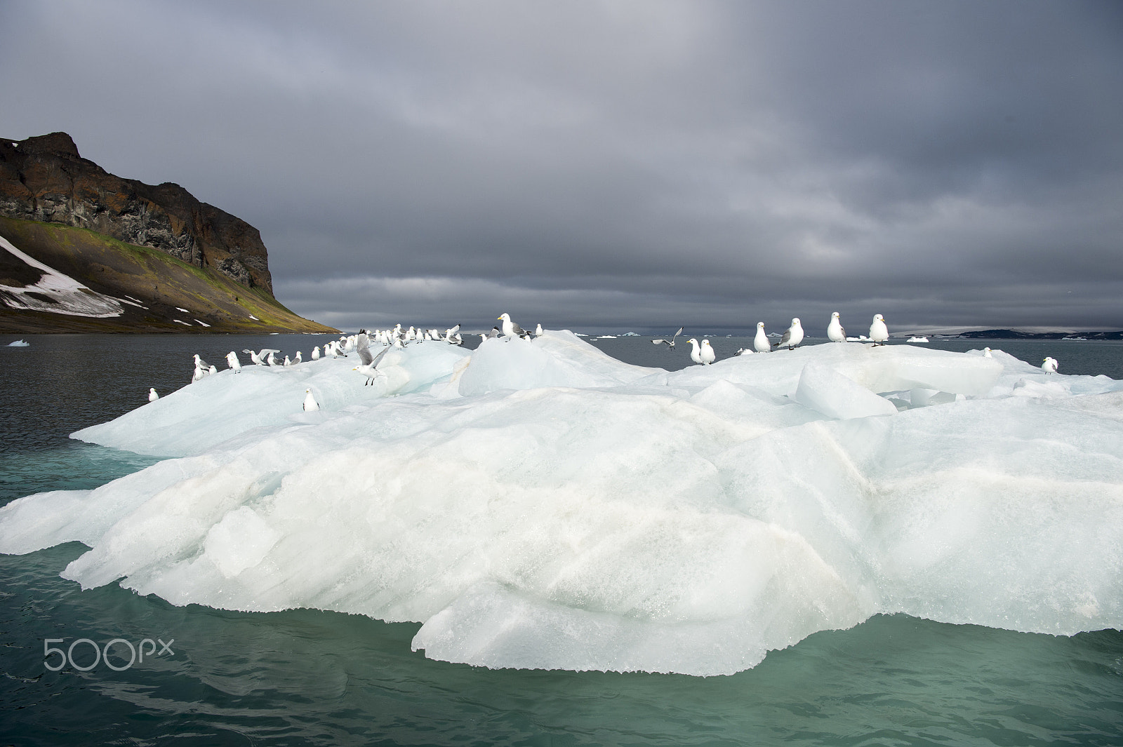 Nikon D4S + Nikon AF-S Nikkor 24-70mm F2.8E ED VR sample photo. Seagulls on the iceberg photography