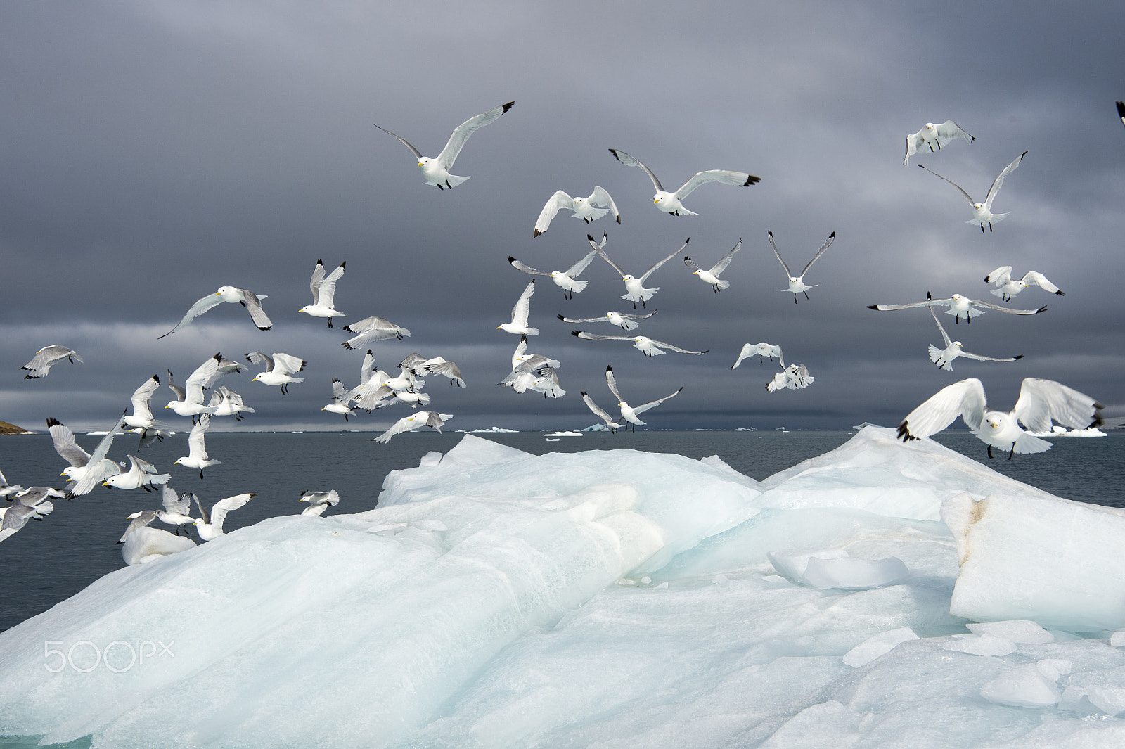 Nikon AF-S Nikkor 24-70mm F2.8E ED VR sample photo. Seagulls on the iceberg photography