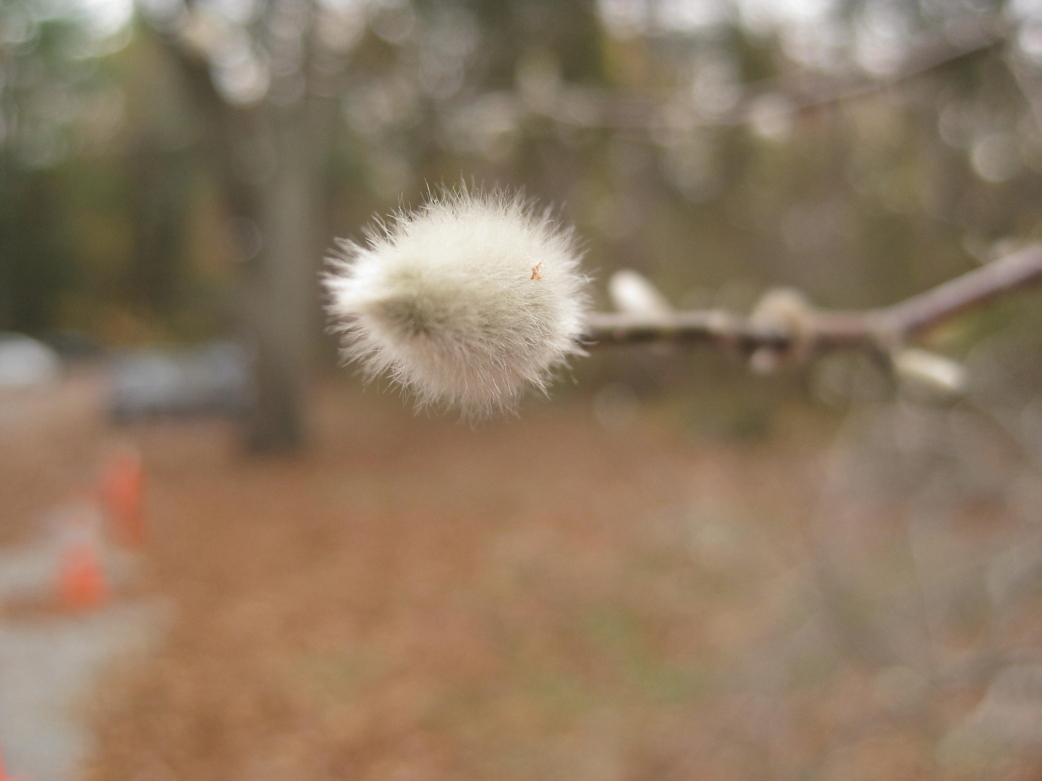 Canon PowerShot SD1100 IS (Digital IXUS 80 IS / IXY Digital 20 IS) sample photo. Fluffy bud photography