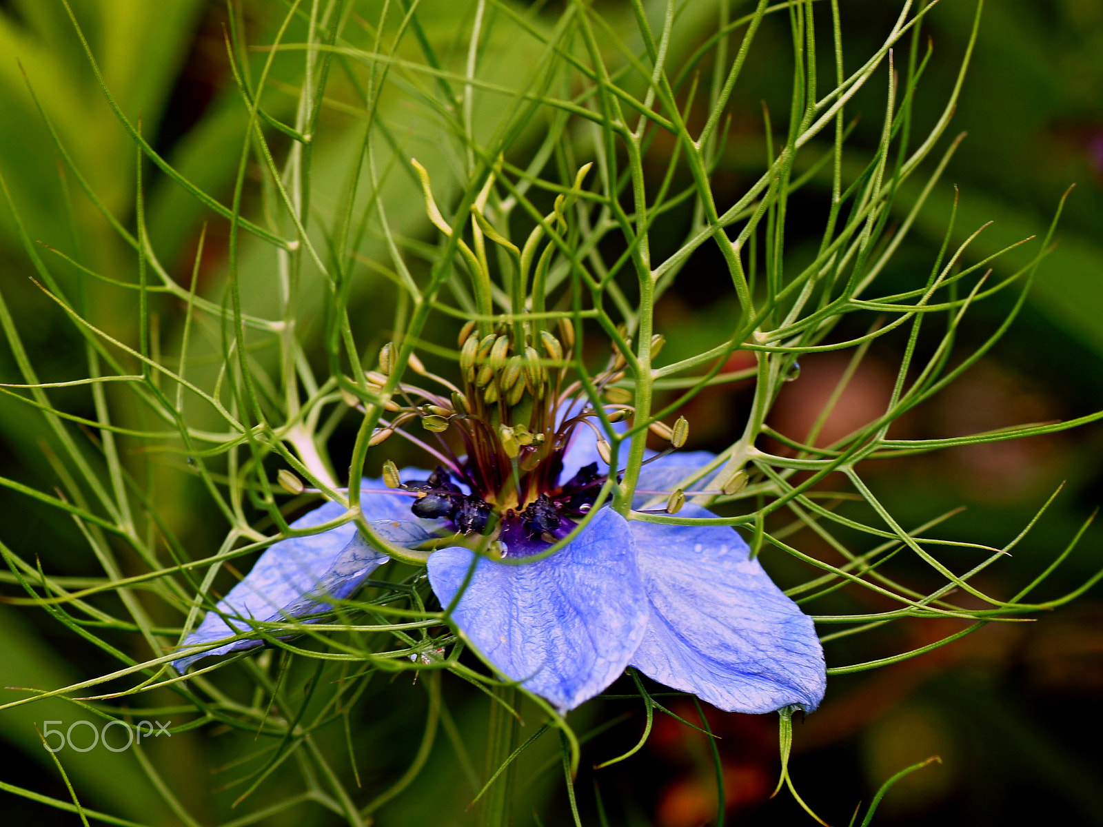 Sony SLT-A55 (SLT-A55V) + Tamron SP AF 90mm F2.8 Di Macro sample photo. Hidden flower photography