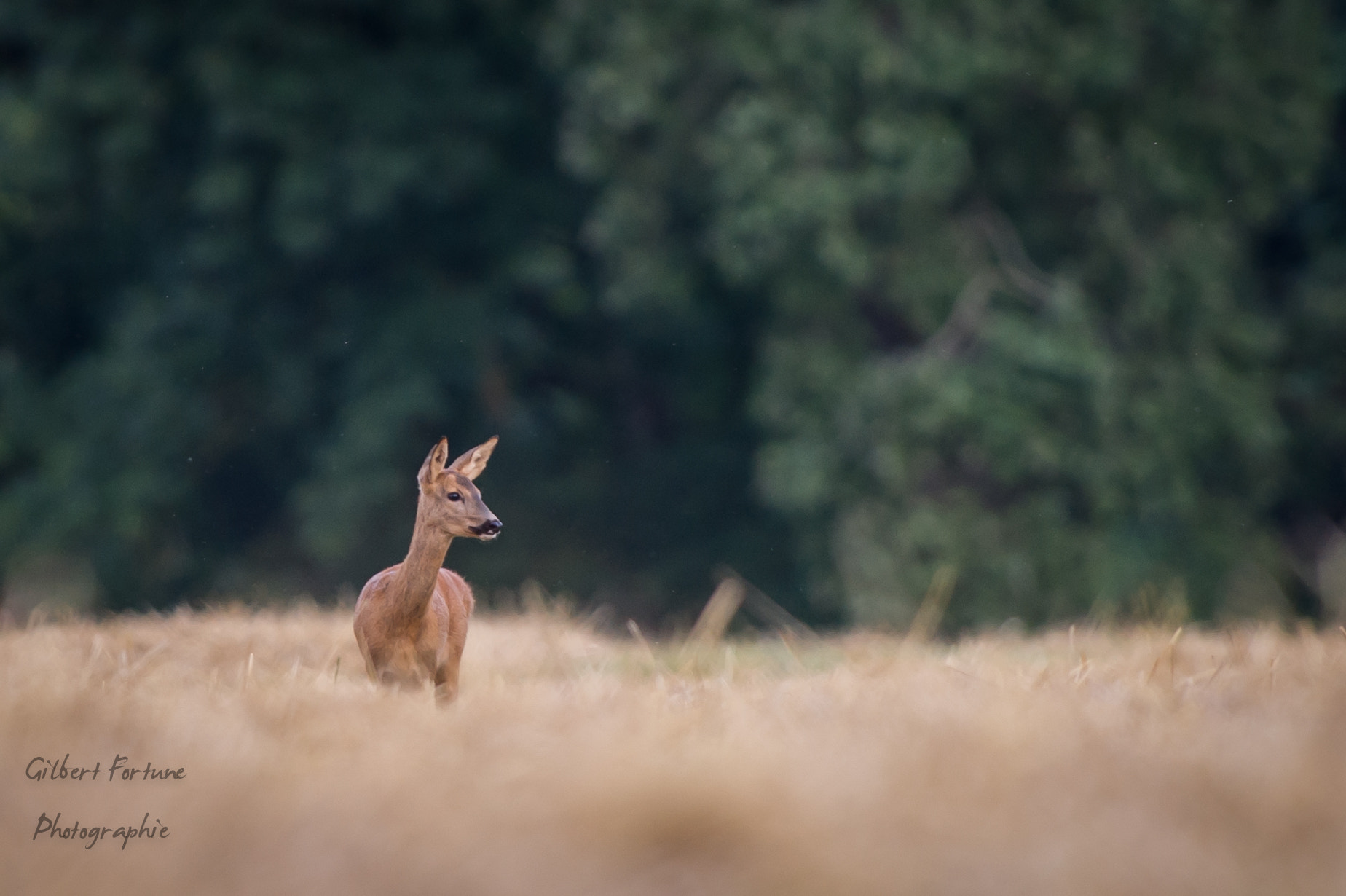 Nikon AF-S Nikkor 300mm F2.8G ED VR II sample photo. Chevreuil photography
