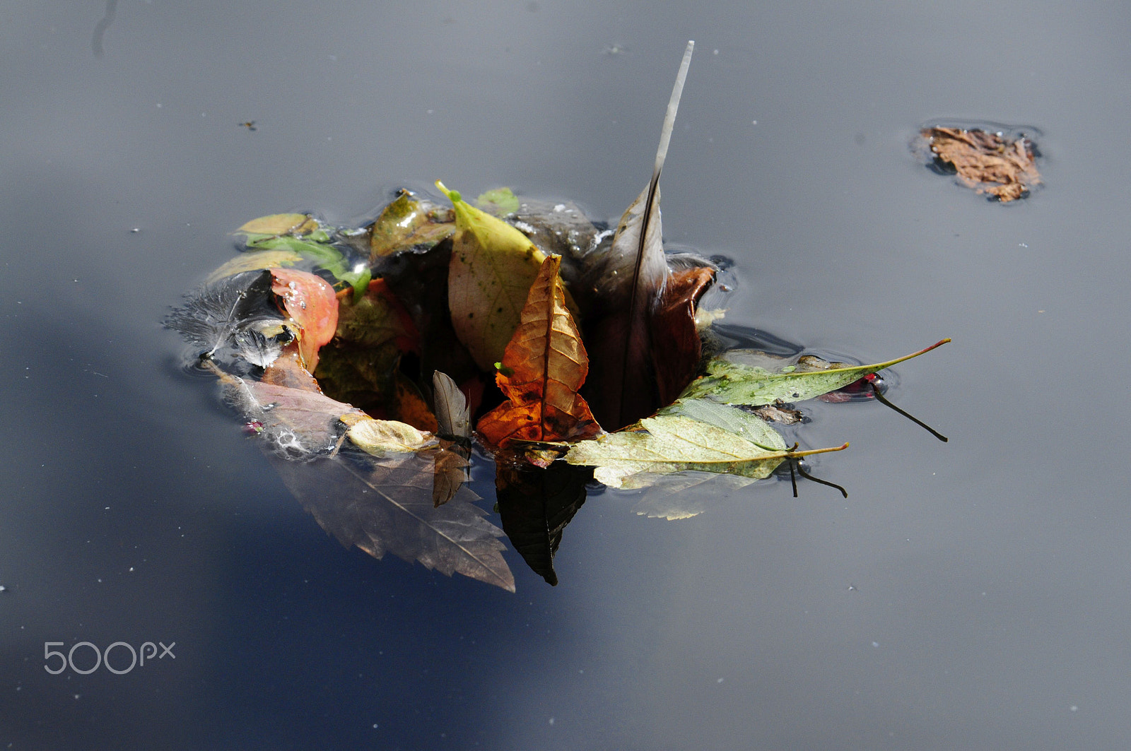 Nikon D300 sample photo. Autumn photography