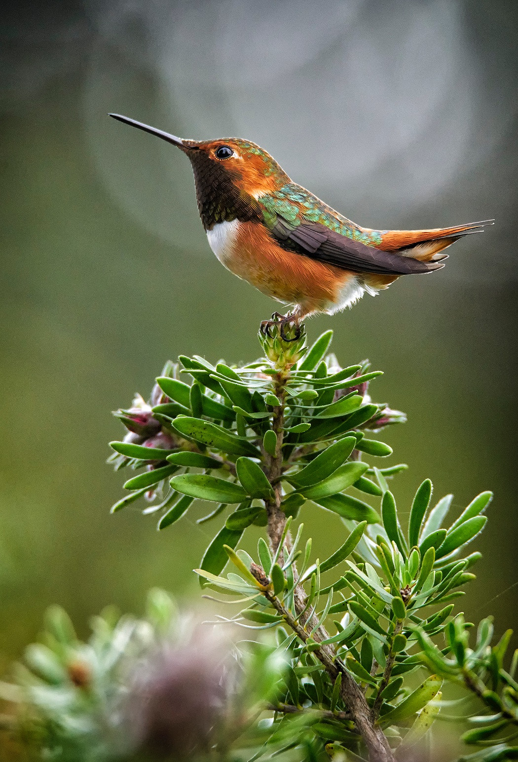 Sony a7R II + Tamron SP 150-600mm F5-6.3 Di VC USD sample photo. Allens hummingbird on display photography