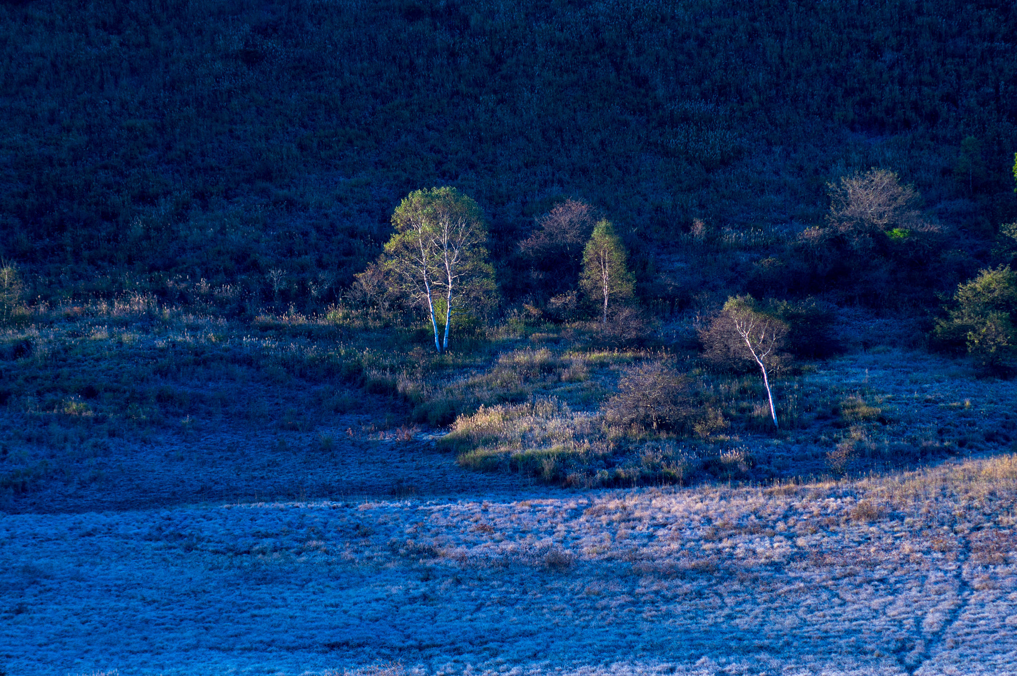 Sony 75-300mm F4.5-5.6 sample photo. 霜模様 photography