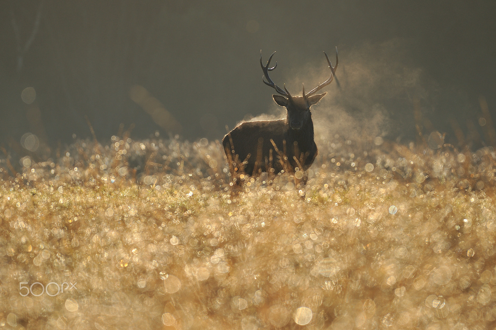 Nikon AF-S Nikkor 200-500mm F5.6E ED VR sample photo. Steam machine photography