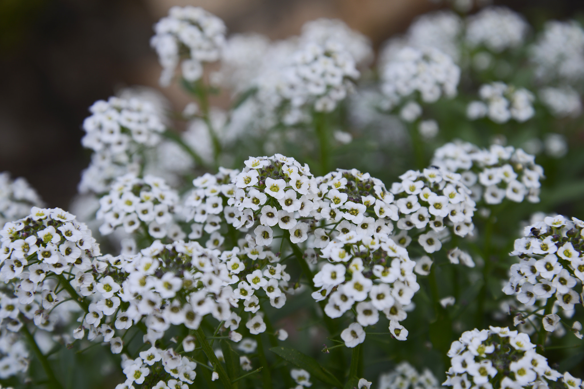 Nikon D600 sample photo. Alyssum photography