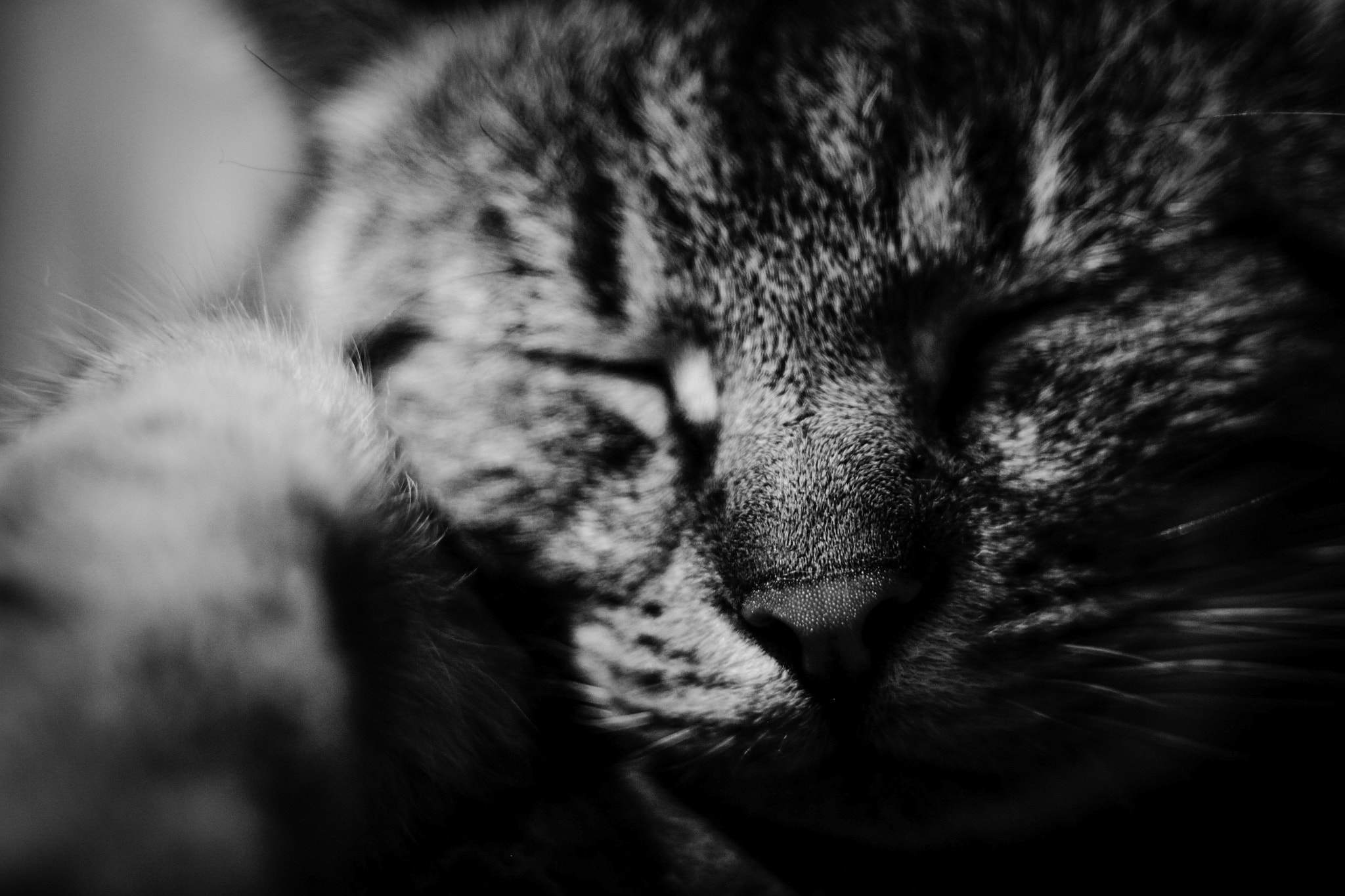 Canon EF 35-80mm f/4-5.6 sample photo. Kitty cat photography