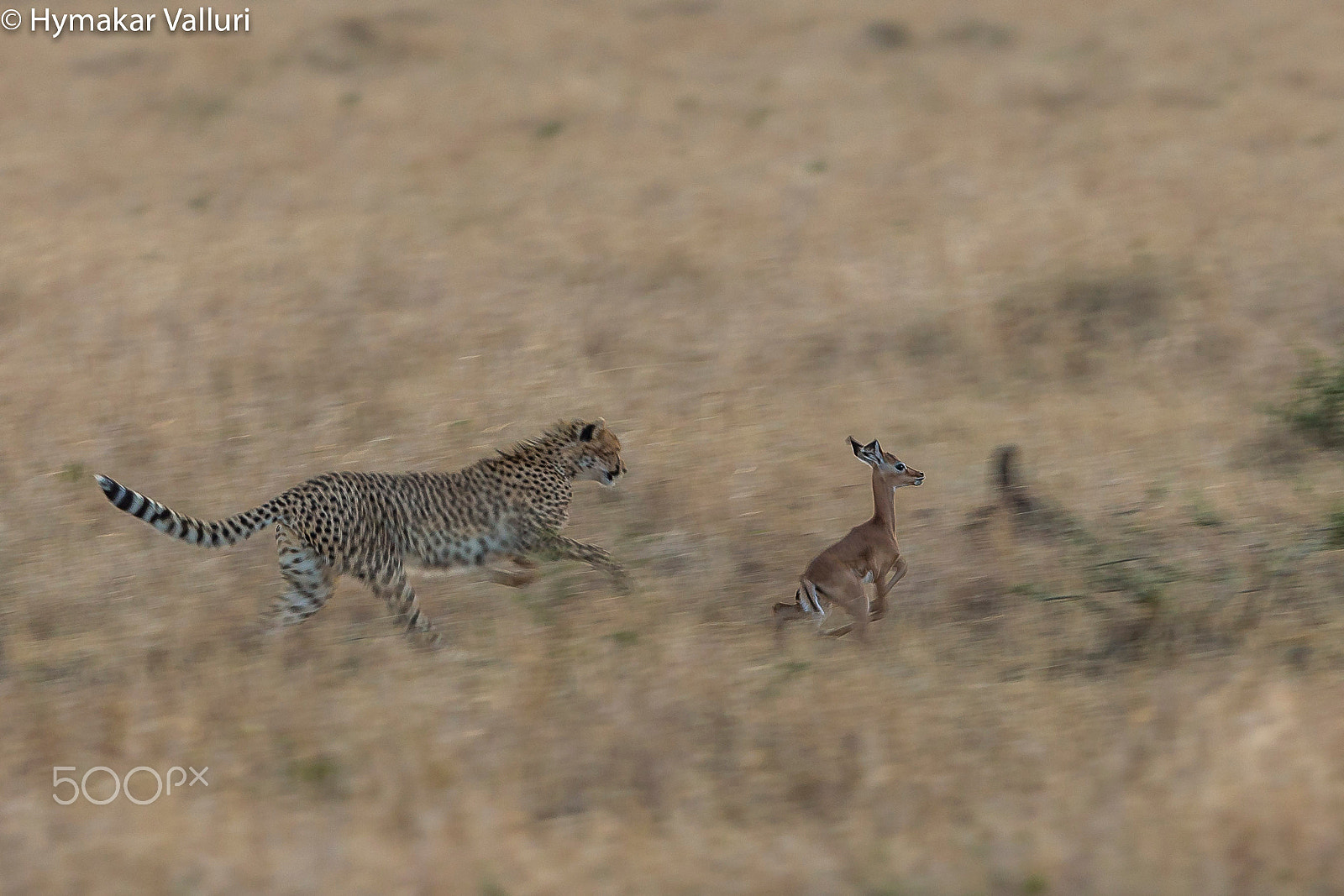 Canon EF 500mm F4L IS II USM sample photo. Cheetah chasing photography