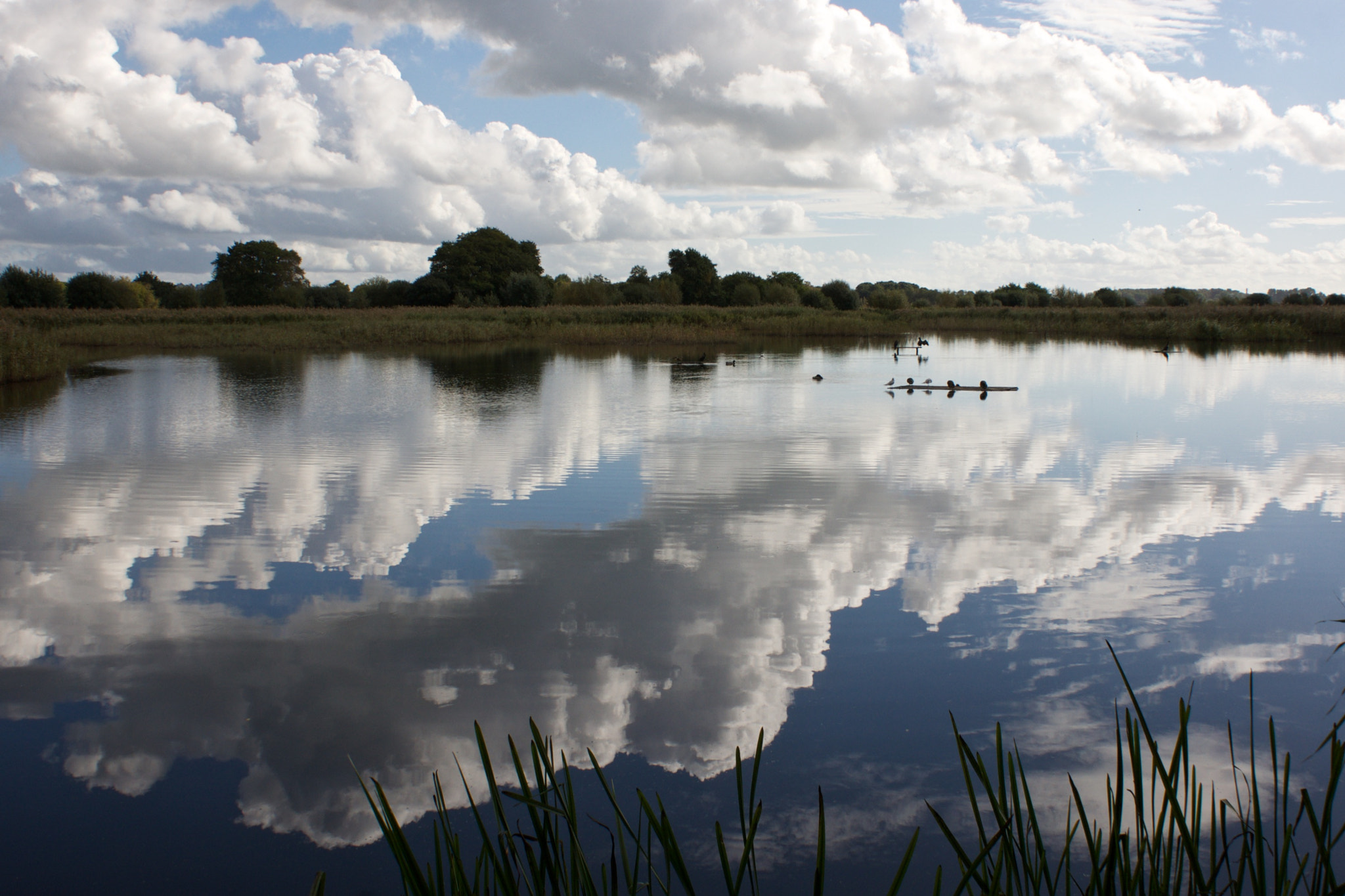 Sony Alpha DSLR-A700 sample photo. Birds on the lake photography
