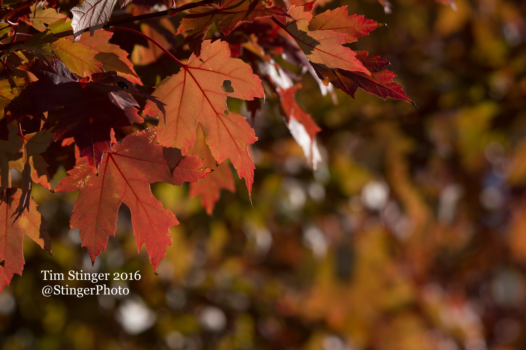 Nikon AF-S Nikkor 200-500mm F5.6E ED VR sample photo. Freeman's maple autumn blaze photography