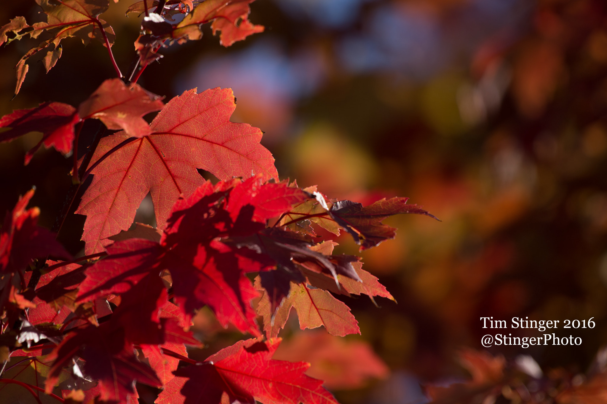 Nikon AF-S Nikkor 200-500mm F5.6E ED VR sample photo. Freeman's maple autumn blaze basking in the sun photography
