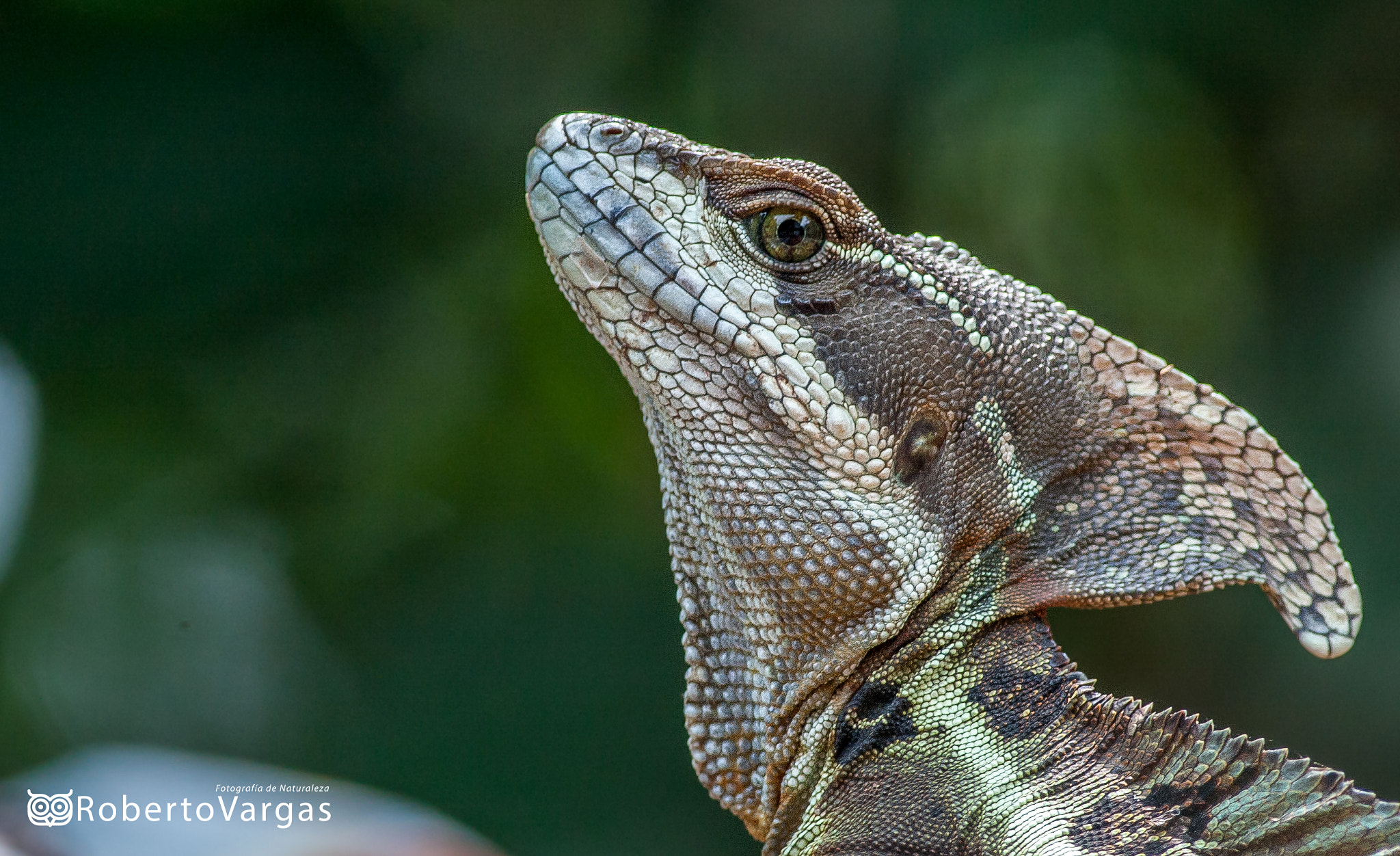 Canon EOS 40D + Canon EF 400mm F5.6L USM sample photo. Common basilisk photography