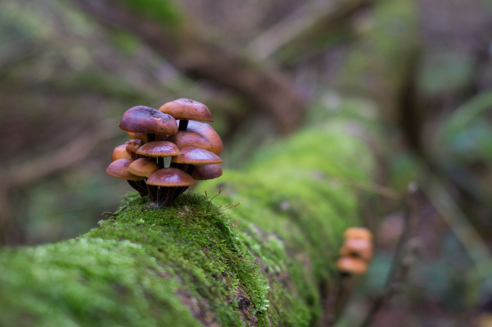 E 18-50mm F4-5.6 sample photo. с photography