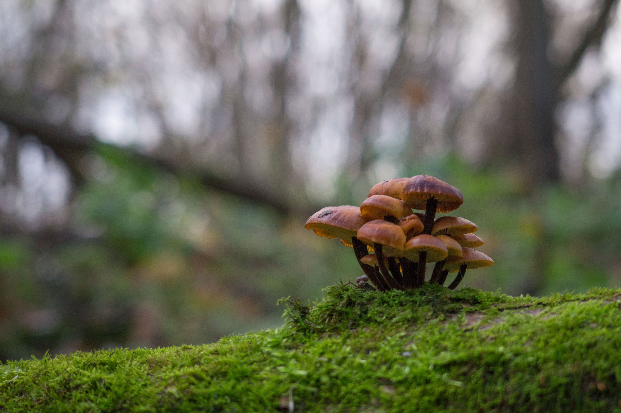 E 18-50mm F4-5.6 sample photo. с photography