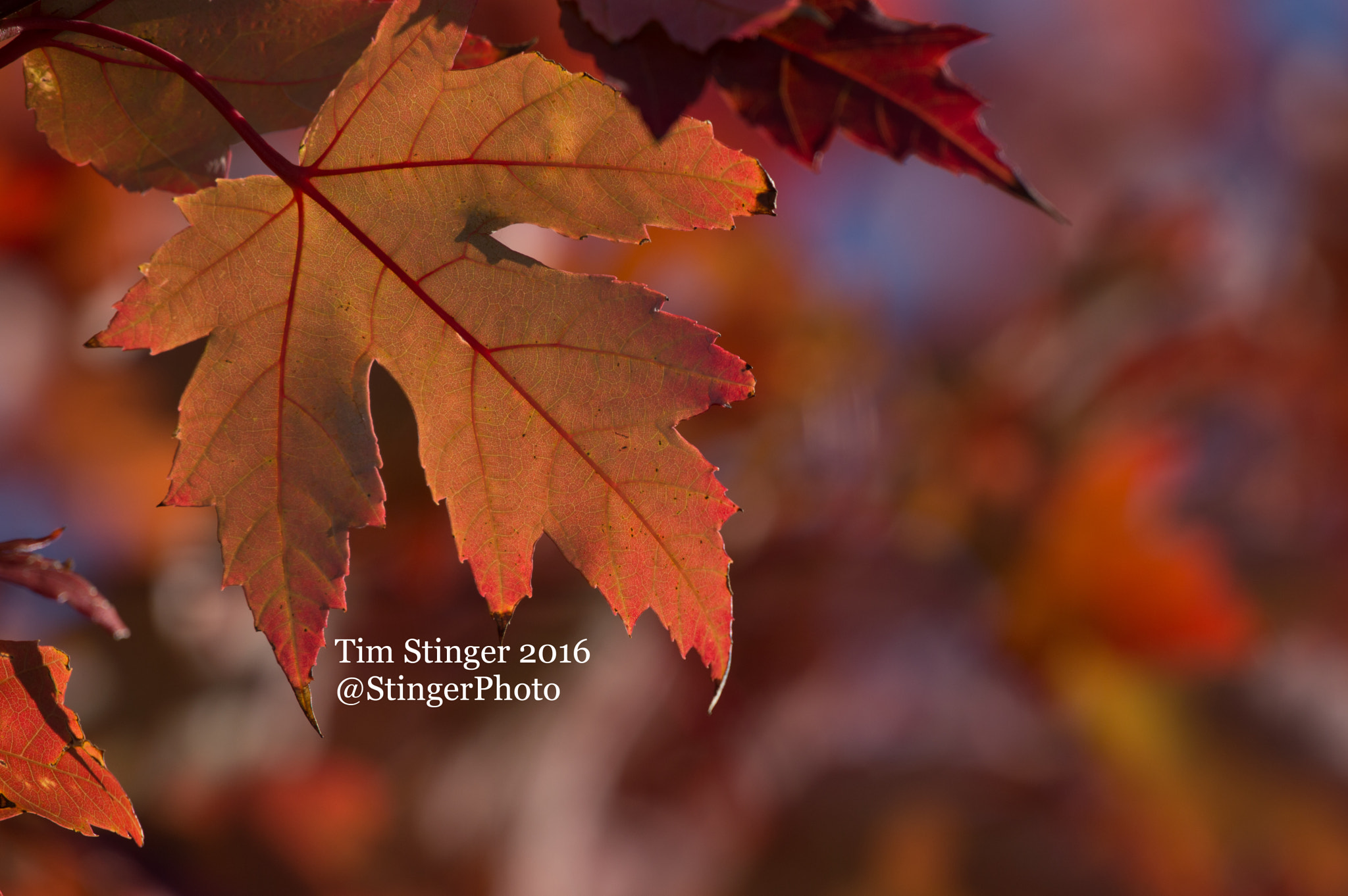Nikon AF-S Nikkor 200-500mm F5.6E ED VR sample photo. Freeman's maple autumn blaze (1) photography