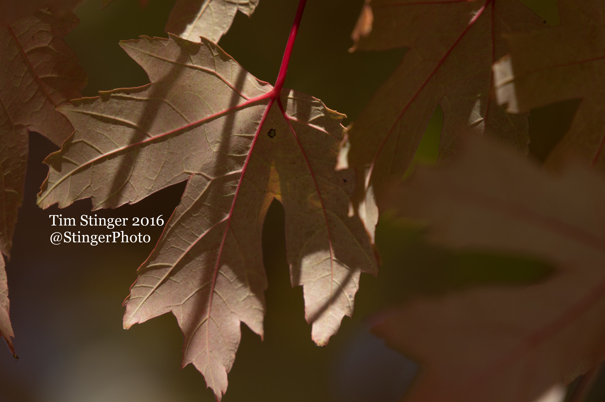 Nikon AF-S Nikkor 200-500mm F5.6E ED VR sample photo. Freeman's maple autumn blaze in the shadows photography
