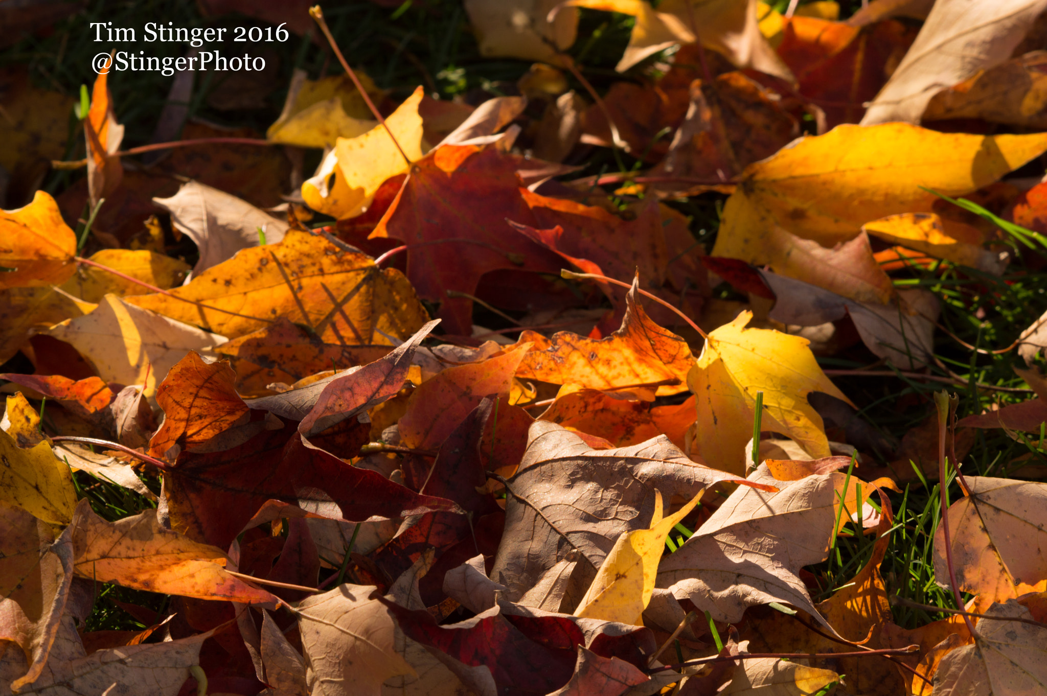 Nikon AF-S Nikkor 200-500mm F5.6E ED VR sample photo. Shed green mountain maple leaves photography