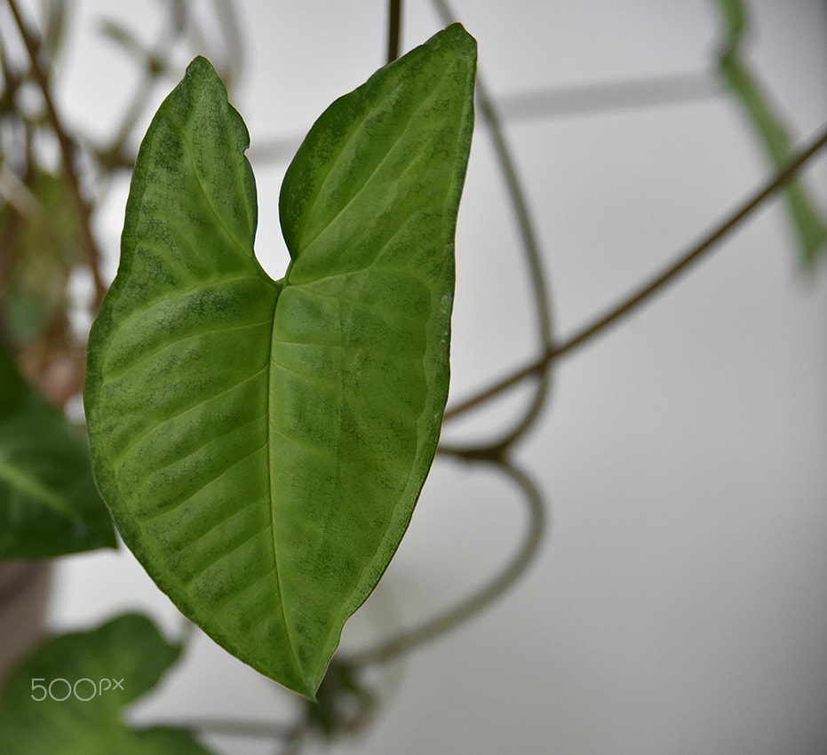 AF Zoom-Nikkor 28-105mm f/3.5-4.5D IF sample photo. Ушастый photography