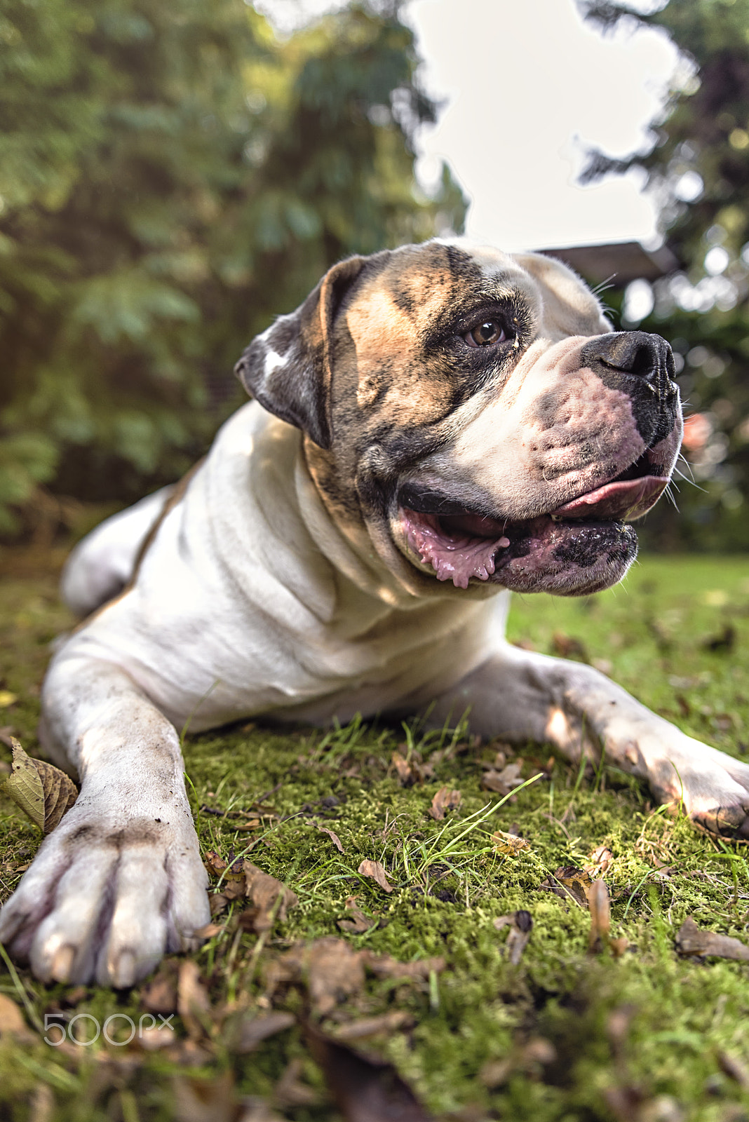 Nikon AF-S Nikkor 200-400mm F4G ED-IF VR sample photo. Bad dog photography