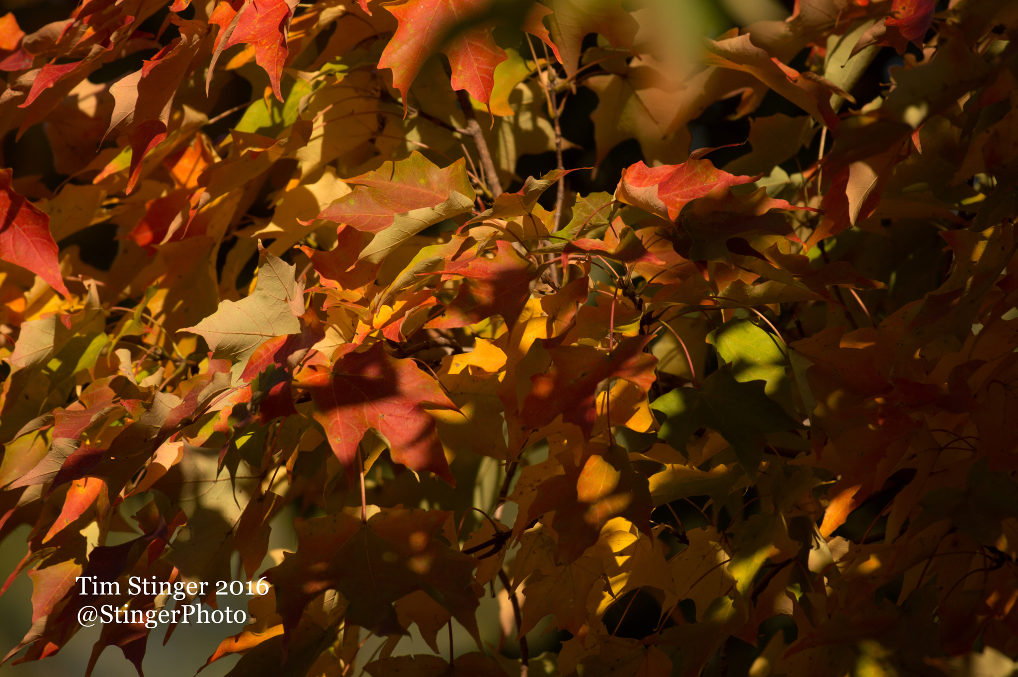 Nikon AF-S Nikkor 200-500mm F5.6E ED VR sample photo. Color explosion photography