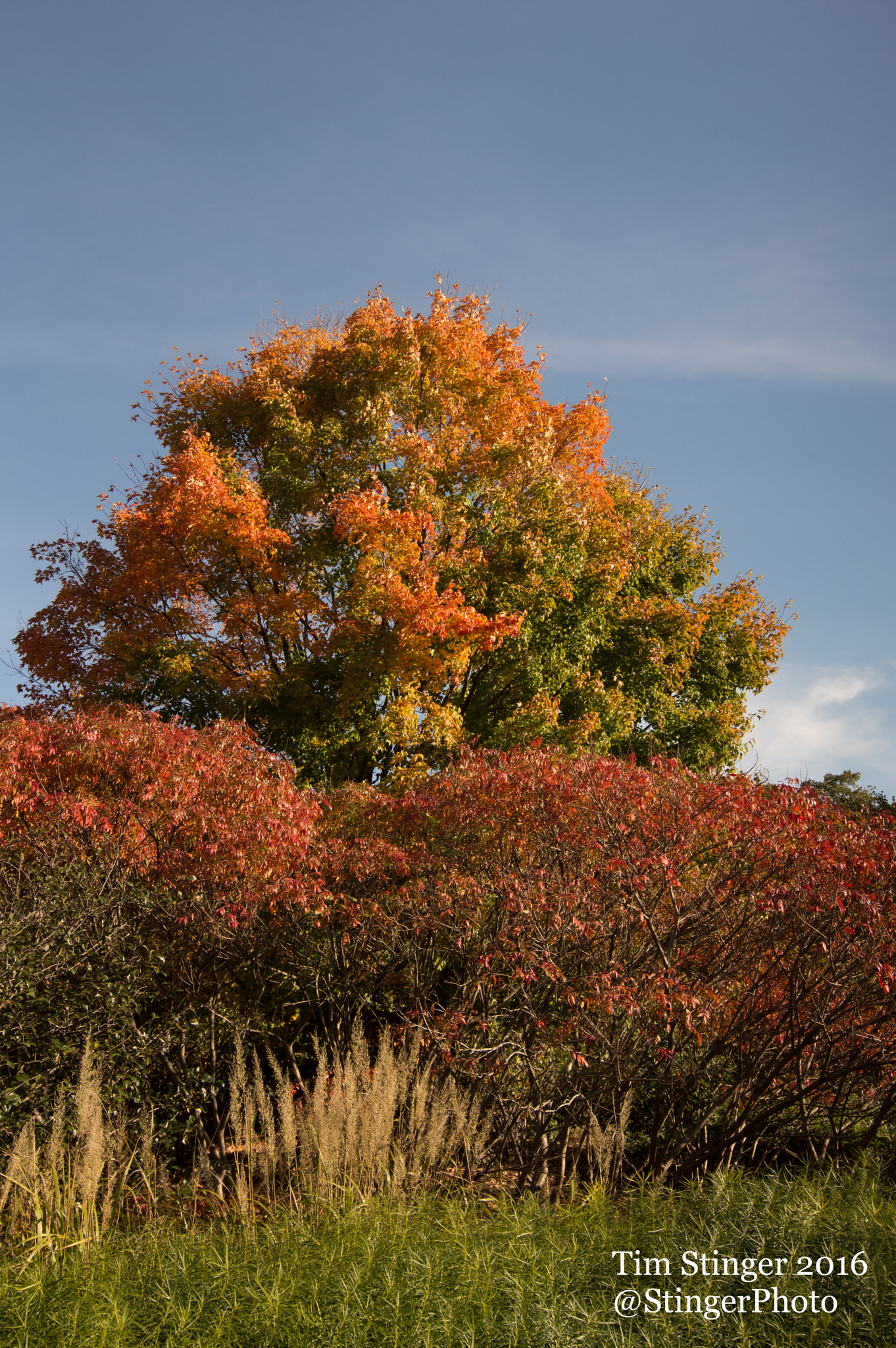 Nikon D3200 + Tokina AT-X 11-20 F2.8 PRO DX (AF 11-20mm f/2.8) sample photo. Green mountain maple with prairie flame shining sumac photography