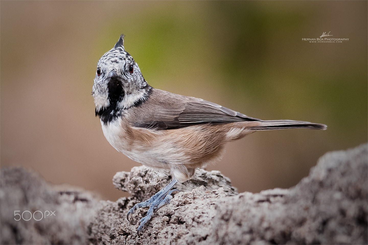 Sigma 150-500mm F5-6.3 DG OS HSM sample photo. Crested tit photography