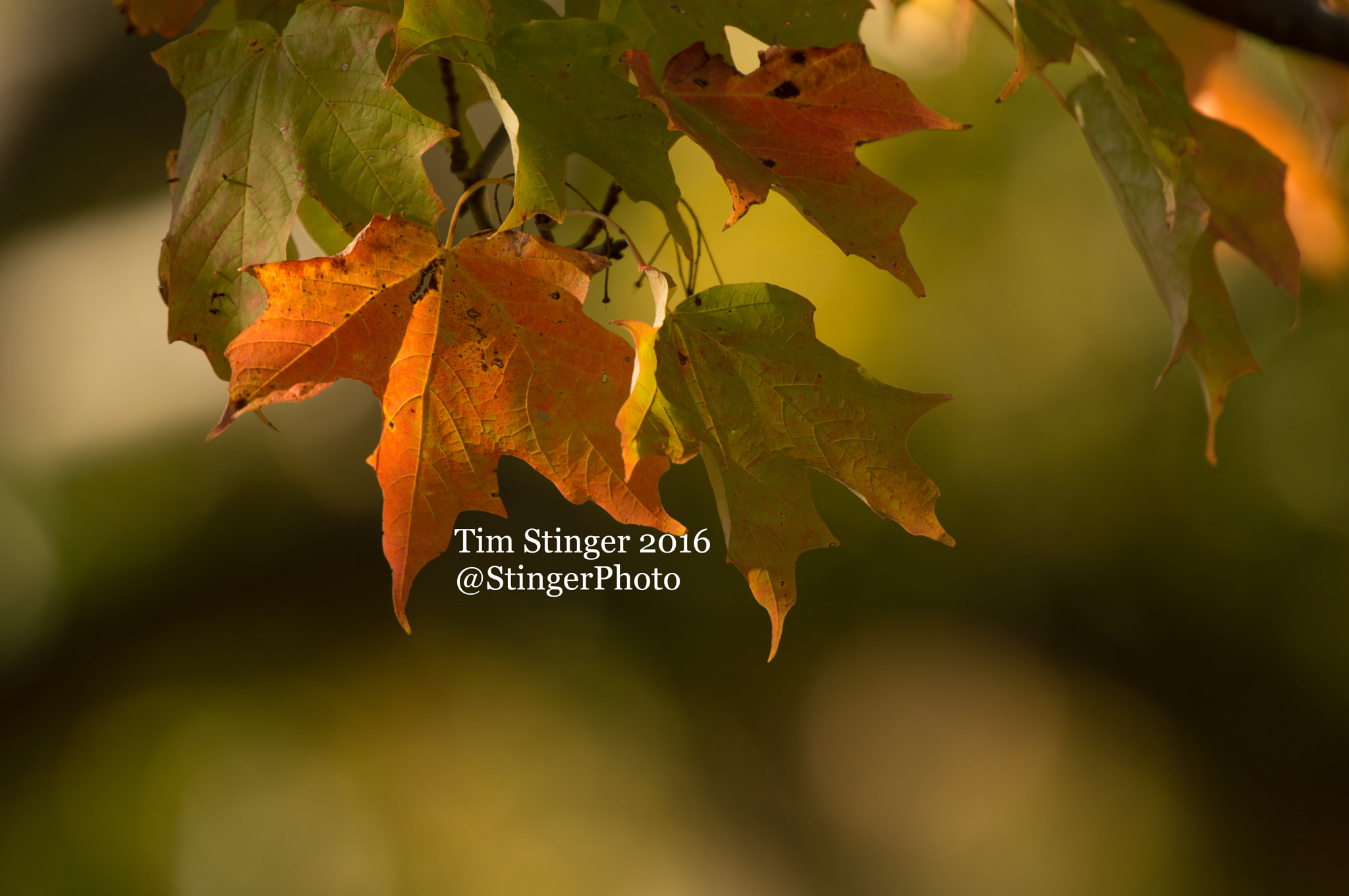 Nikon AF-S Nikkor 200-500mm F5.6E ED VR sample photo. Bright orange maple leaves photography