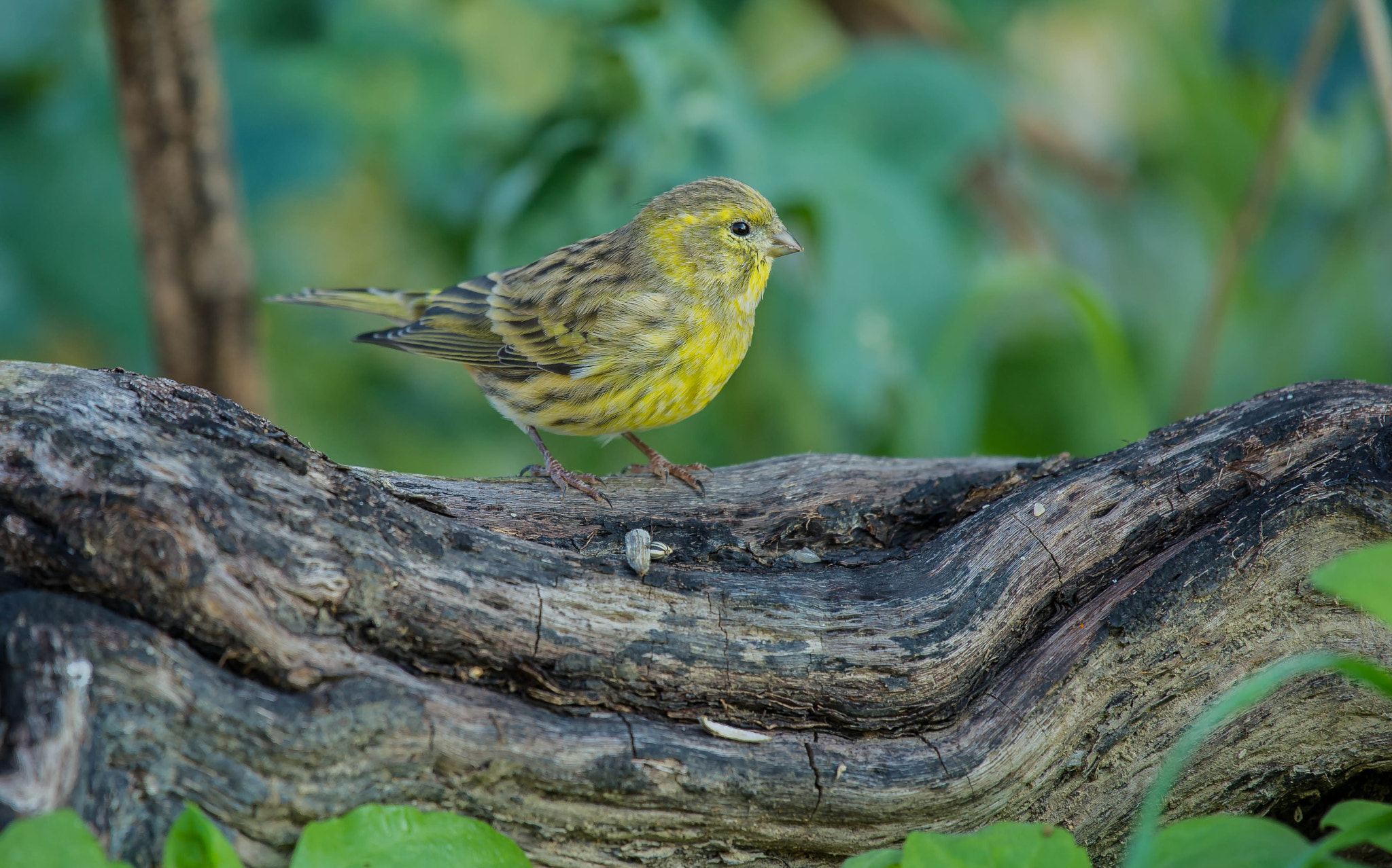 Nikon AF-S Nikkor 200-500mm F5.6E ED VR sample photo. 30296355105.jpg photography