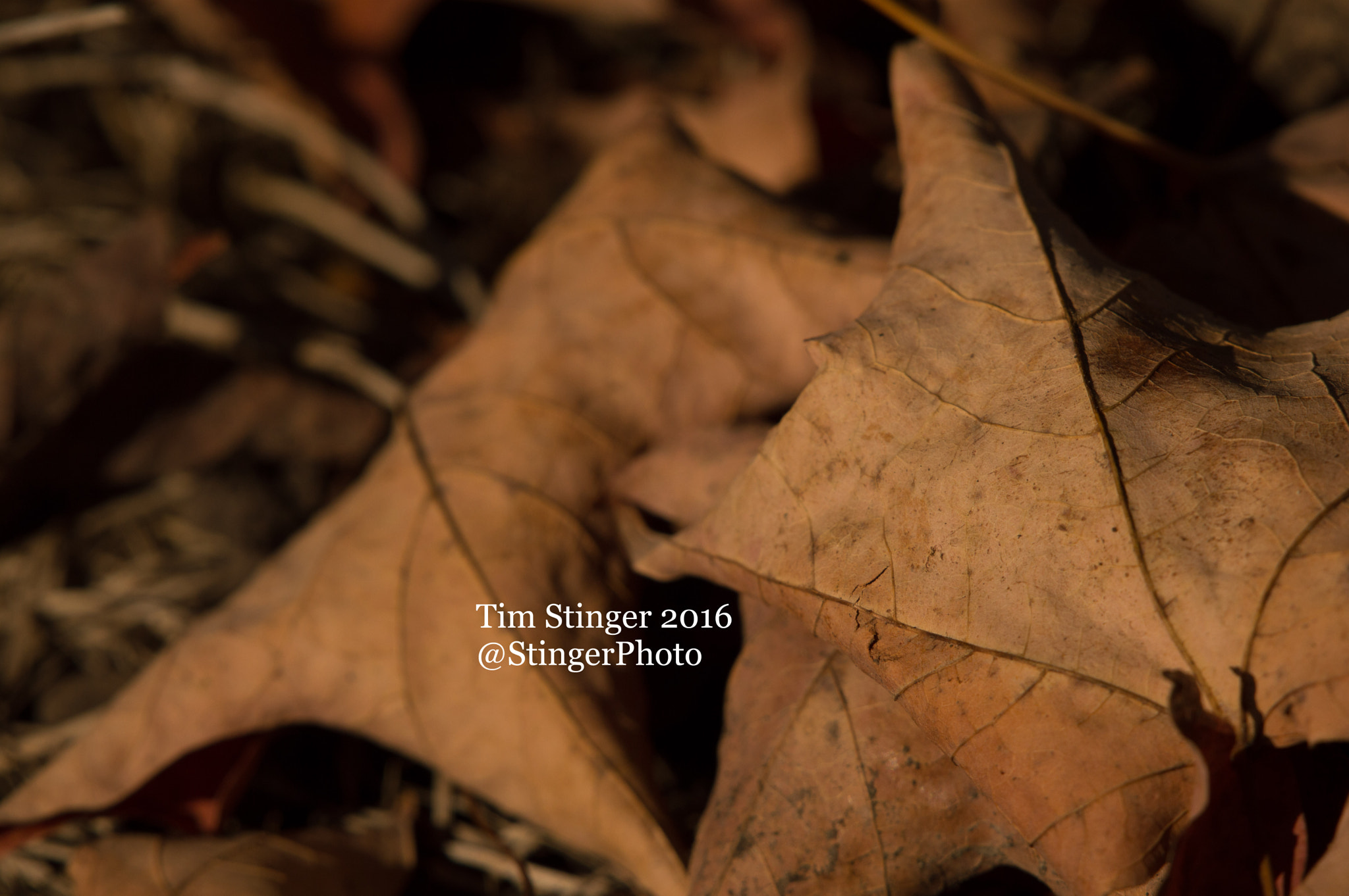 Nikon AF-S Nikkor 200-500mm F5.6E ED VR sample photo. Crunchy fall leaves photography