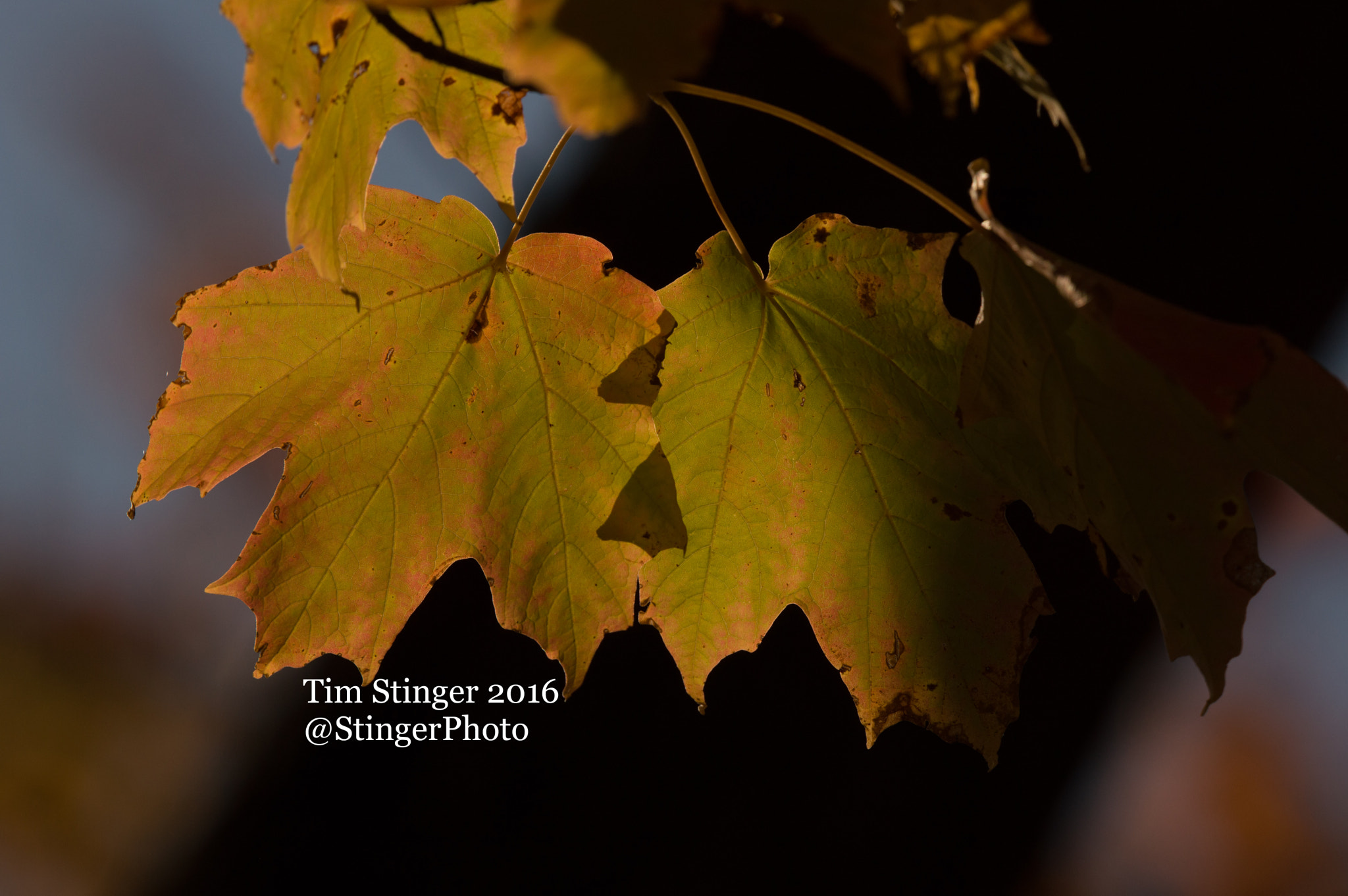 Nikon AF-S Nikkor 200-500mm F5.6E ED VR sample photo. Shiny, transitioning maple leaves photography