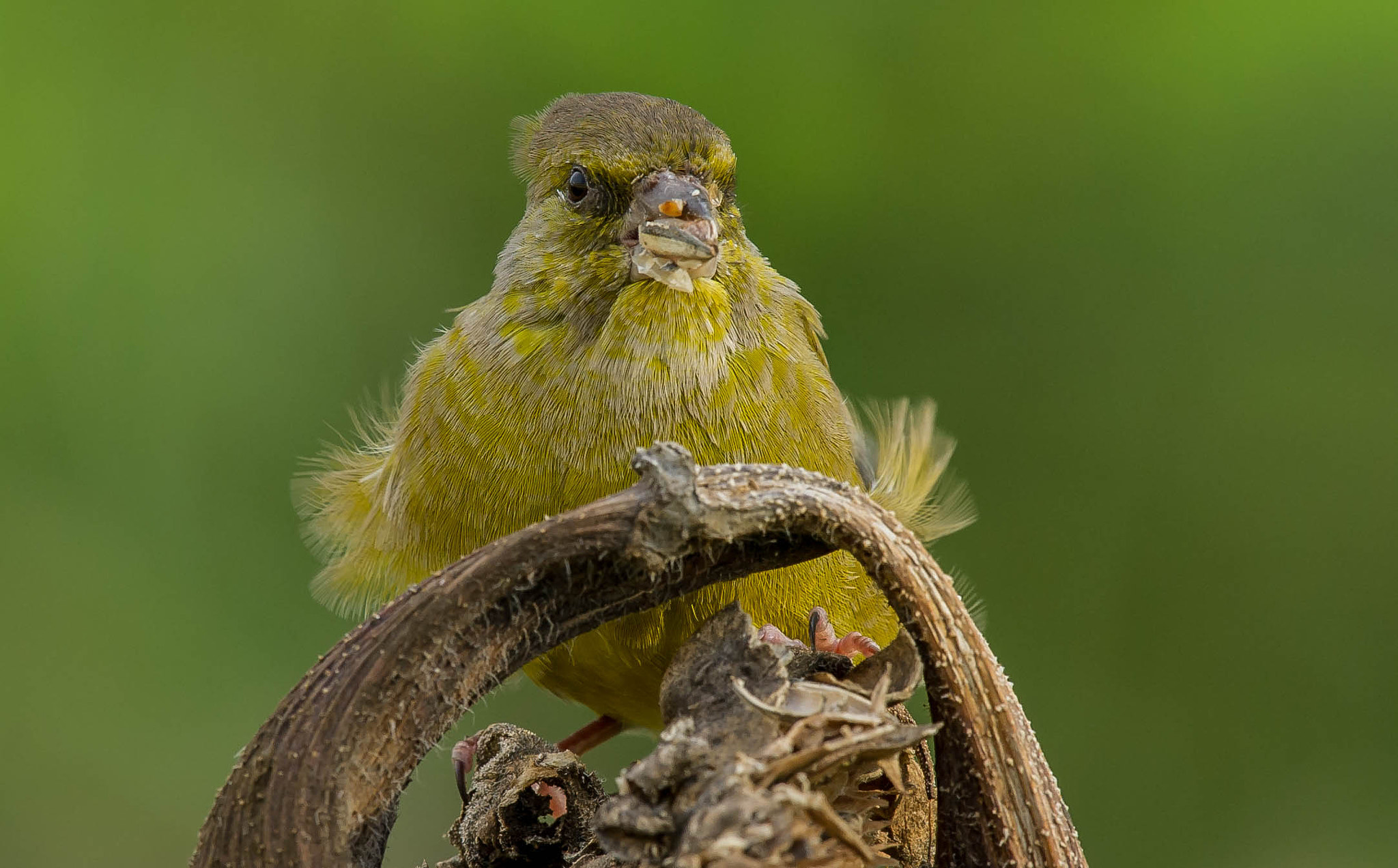 Nikon AF-S Nikkor 200-500mm F5.6E ED VR sample photo. 30180792462.jpg photography