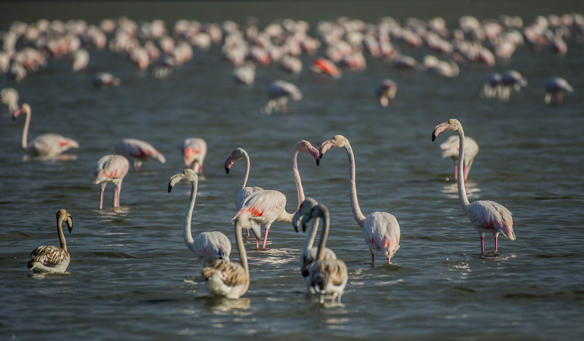 Nikon AF-S Nikkor 200-500mm F5.6E ED VR sample photo. 29798310660.jpg photography
